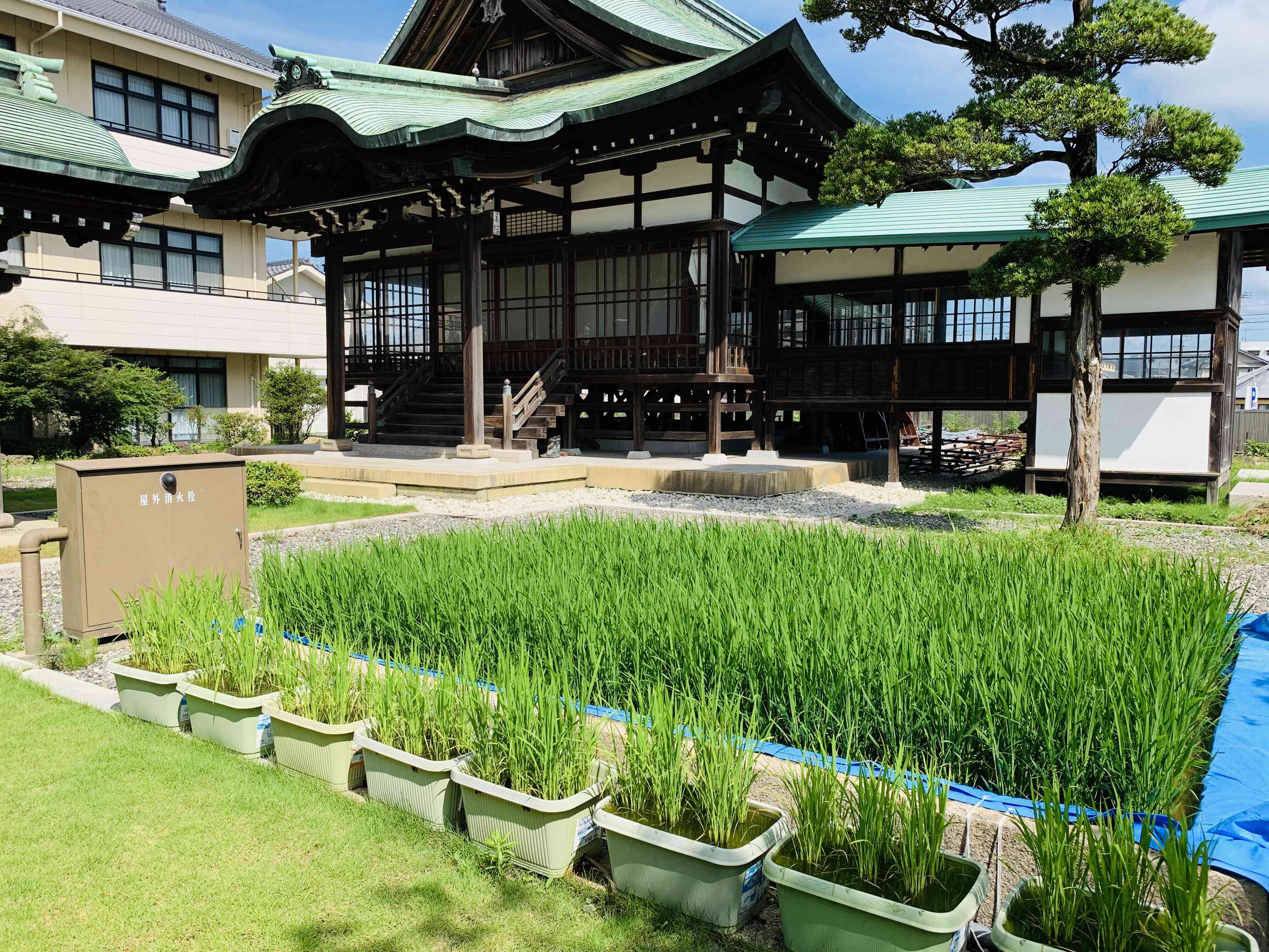 明治39年(1906年)に建てられた旧教祖殿