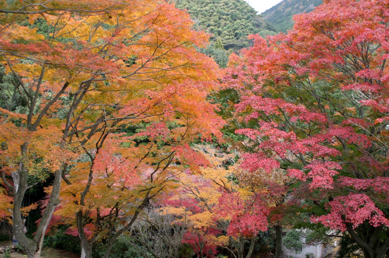 丸山公園