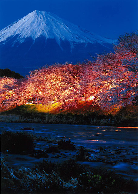 ライトアップされた夜桜も見ごたえがあります。