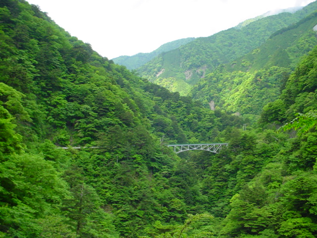 飛龍橋の新緑