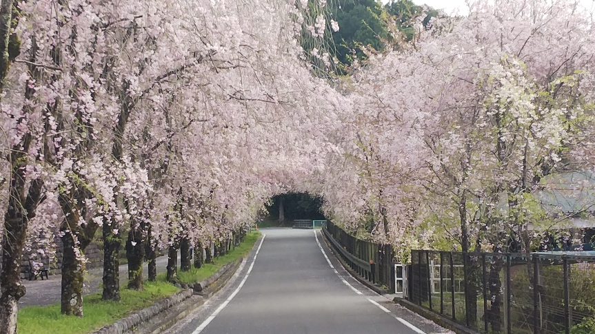 徳山のしだれ桜