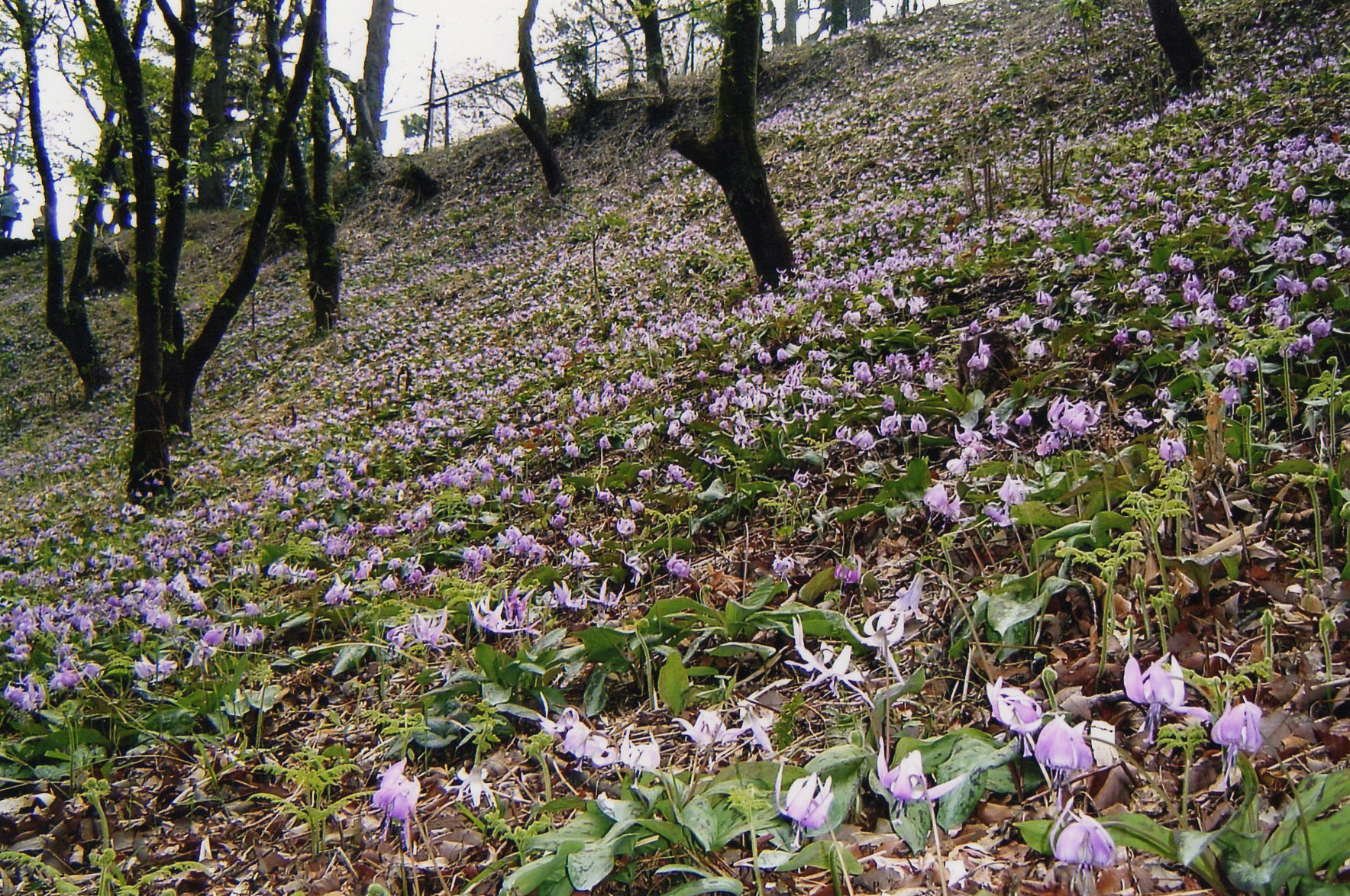 牧之原公園カタクリ園