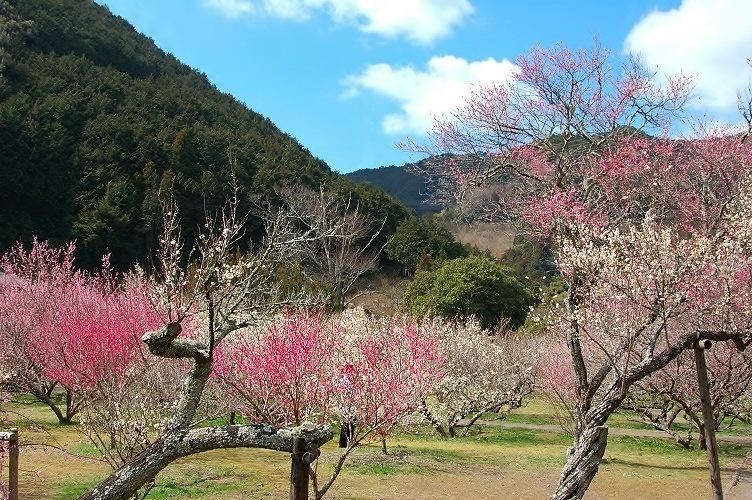 梅林園(見頃：2～3月頃)