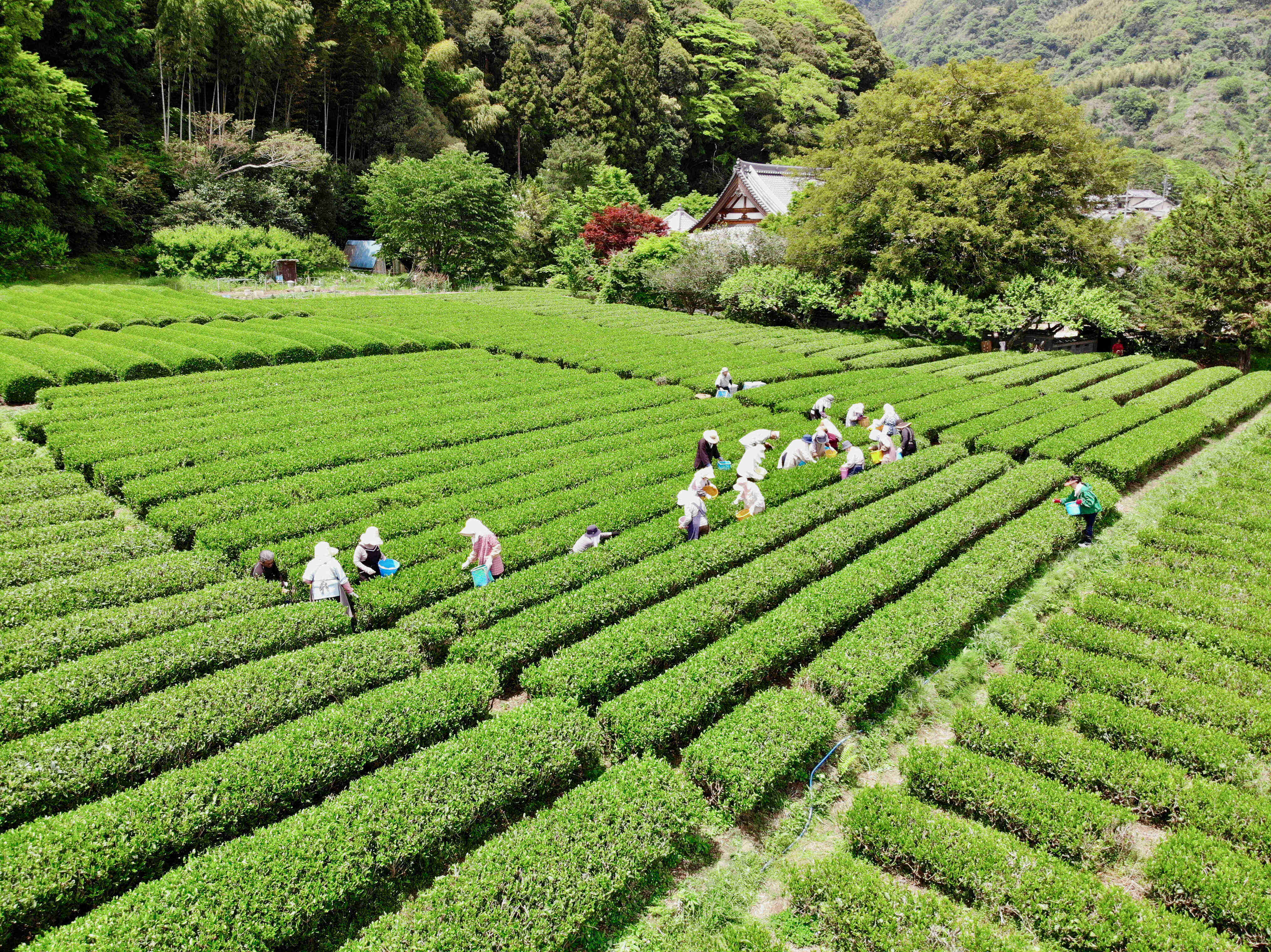 境内脇では、無農薬でお茶を栽培しています。