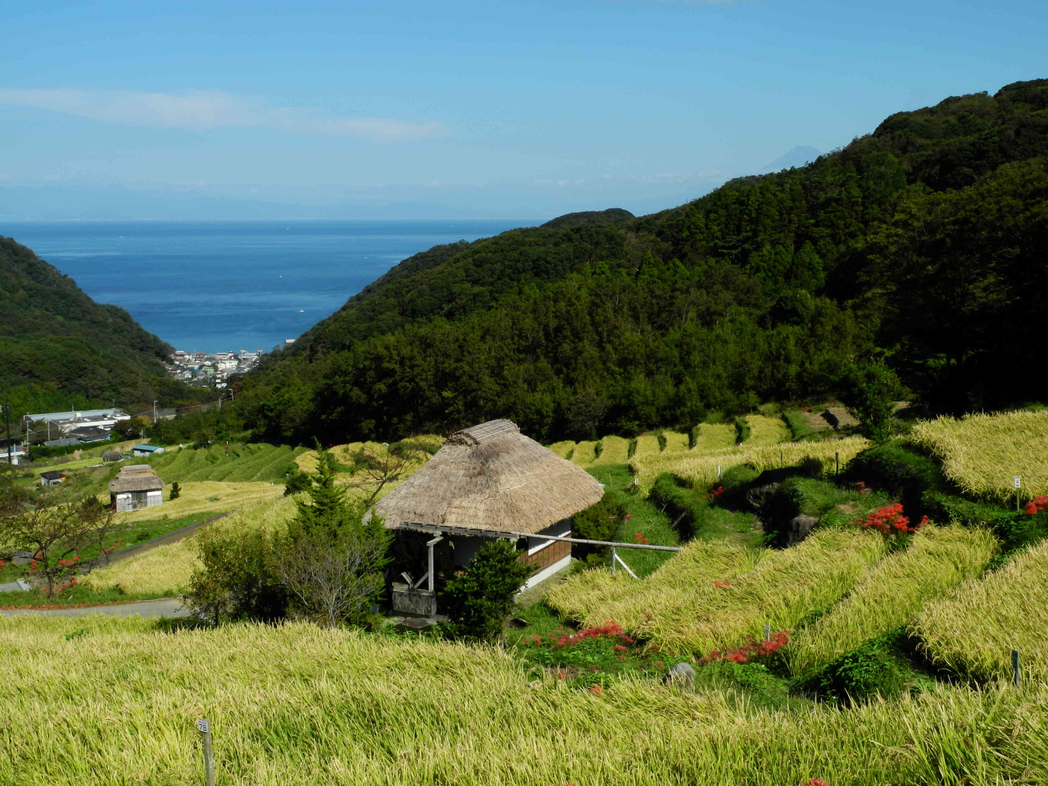 石部の棚田