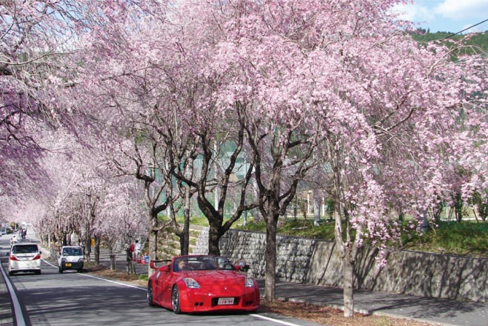 春にはすぐ近くの枝垂桜のトンネルがみごとです