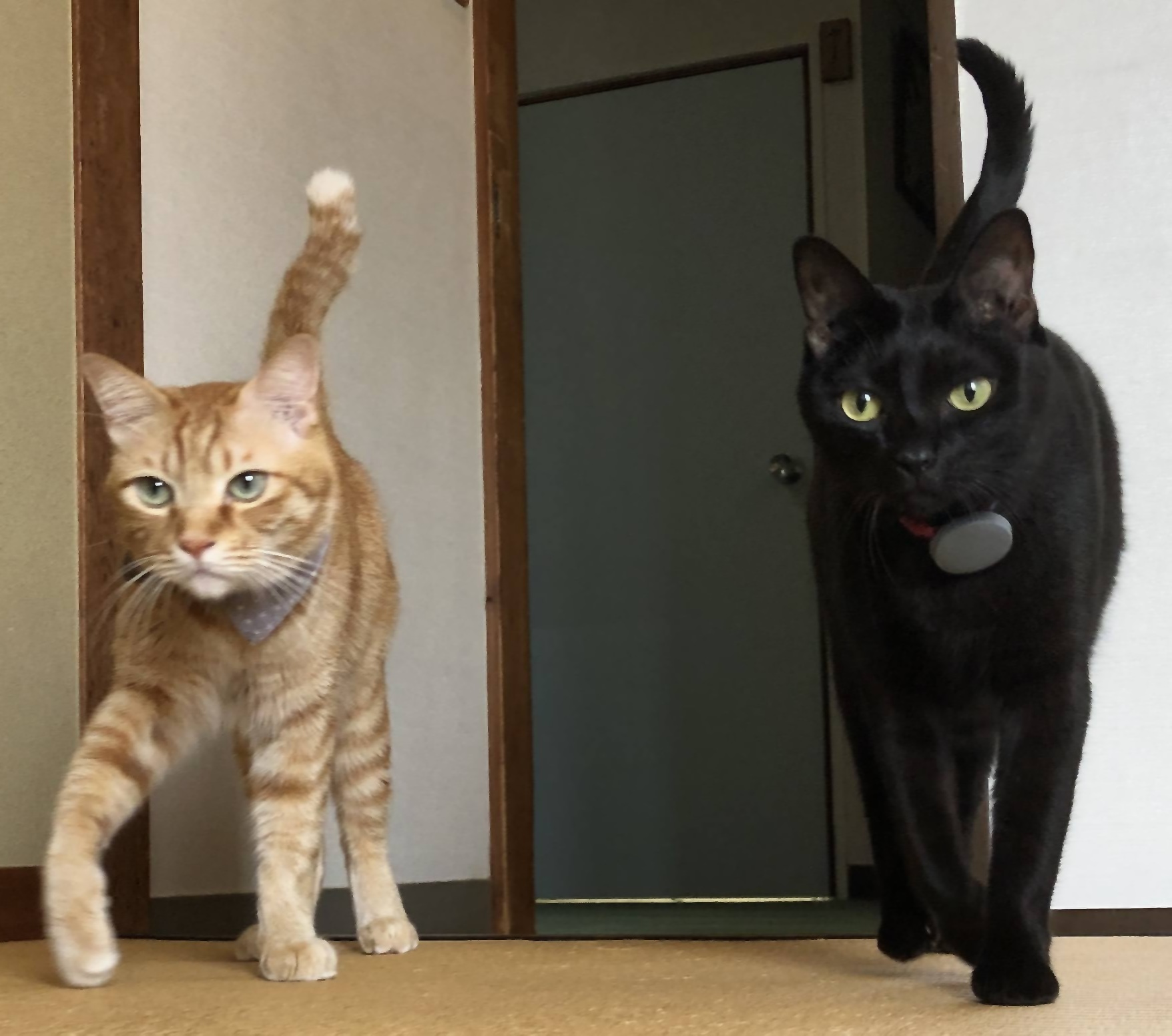 お部屋の扉を少し開けておくと、猫スタッフが挨拶にくるかも・・・？