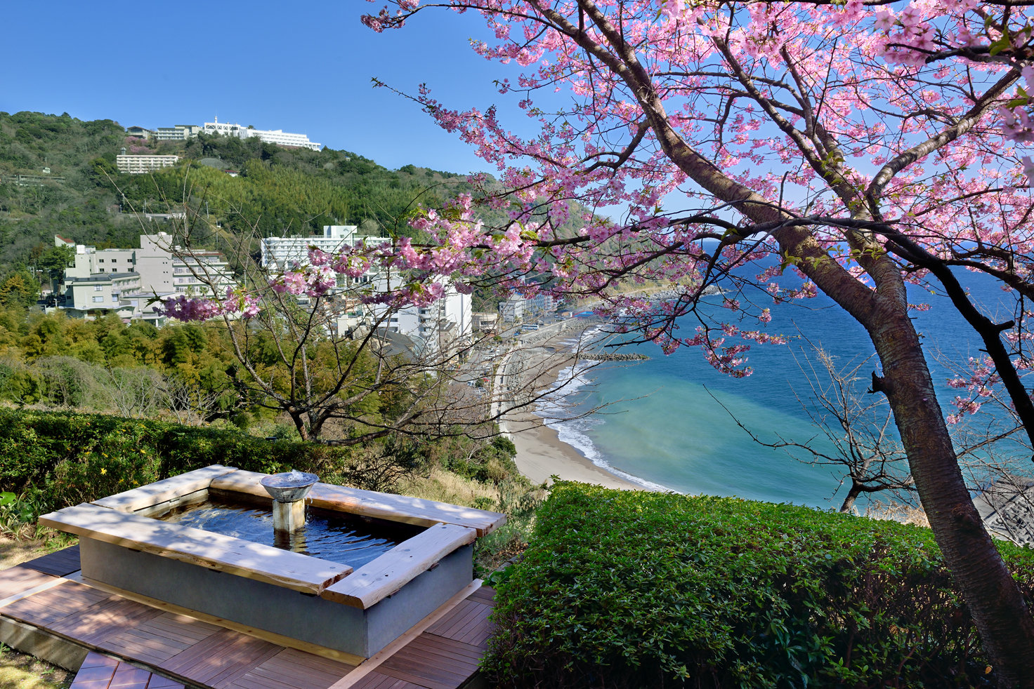 足湯と河津桜