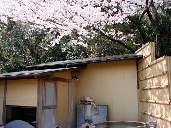 桜満開の露天風呂