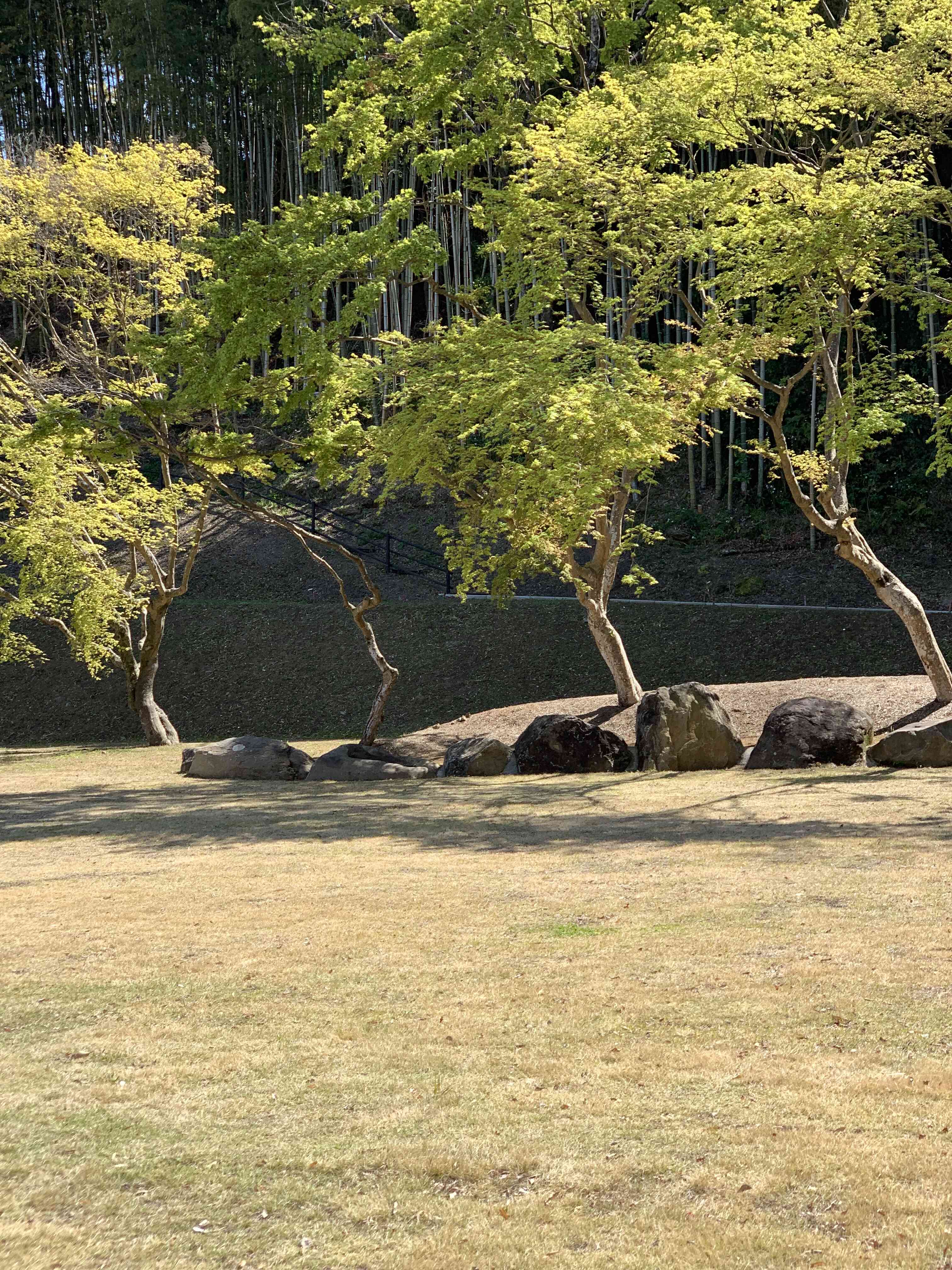 旅館のお隣は自然いっぱいの公園です