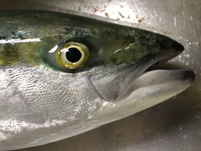 富戸漁港の定置網で丸ごと一本買い地魚料理をご提供します。