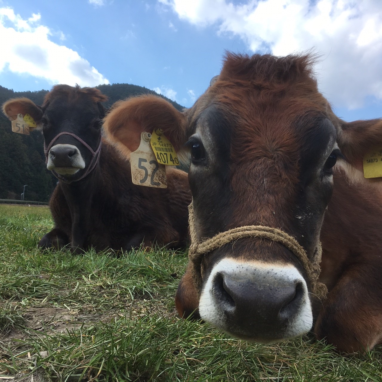 しばちゃんランチマーケット／ハローナビしずおか 静岡県観光情報