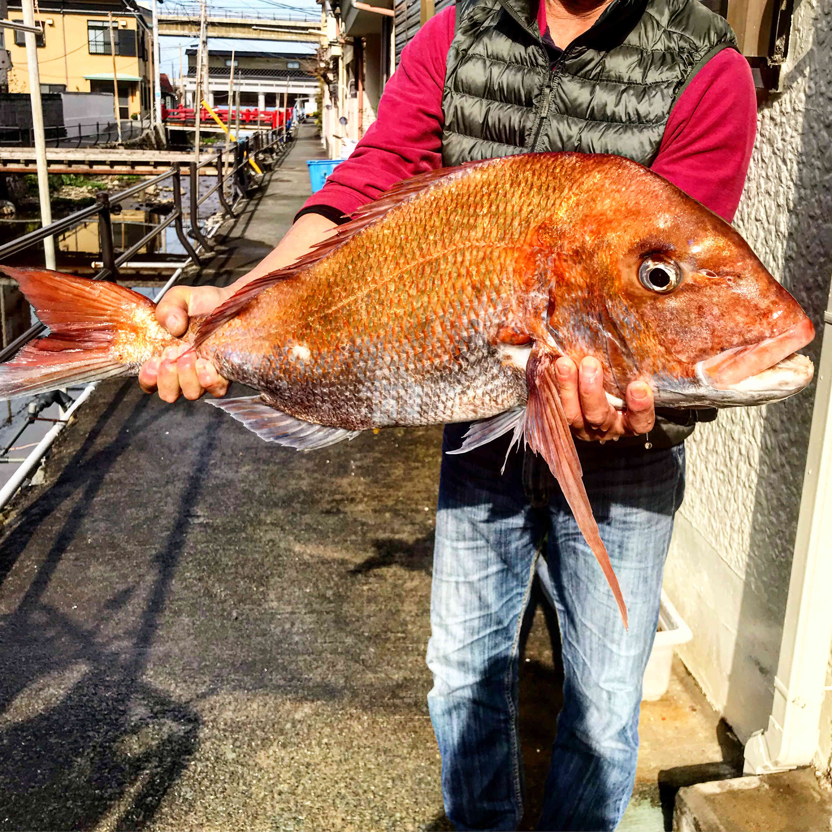 主人が釣った巨大真鯛！今日のお客様のお刺身に