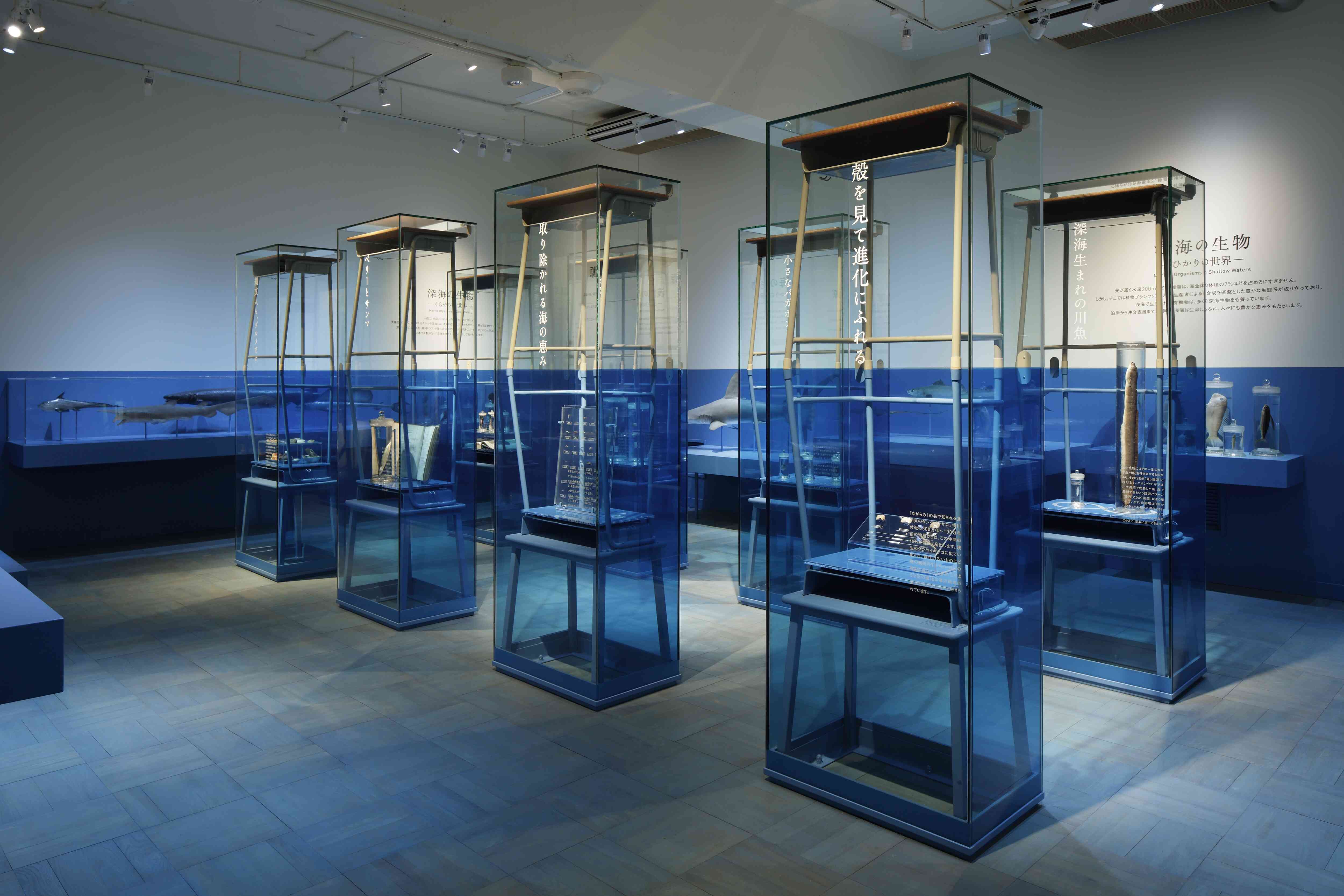 展示室３：水面下の世界を考える「ふじのくにの海」