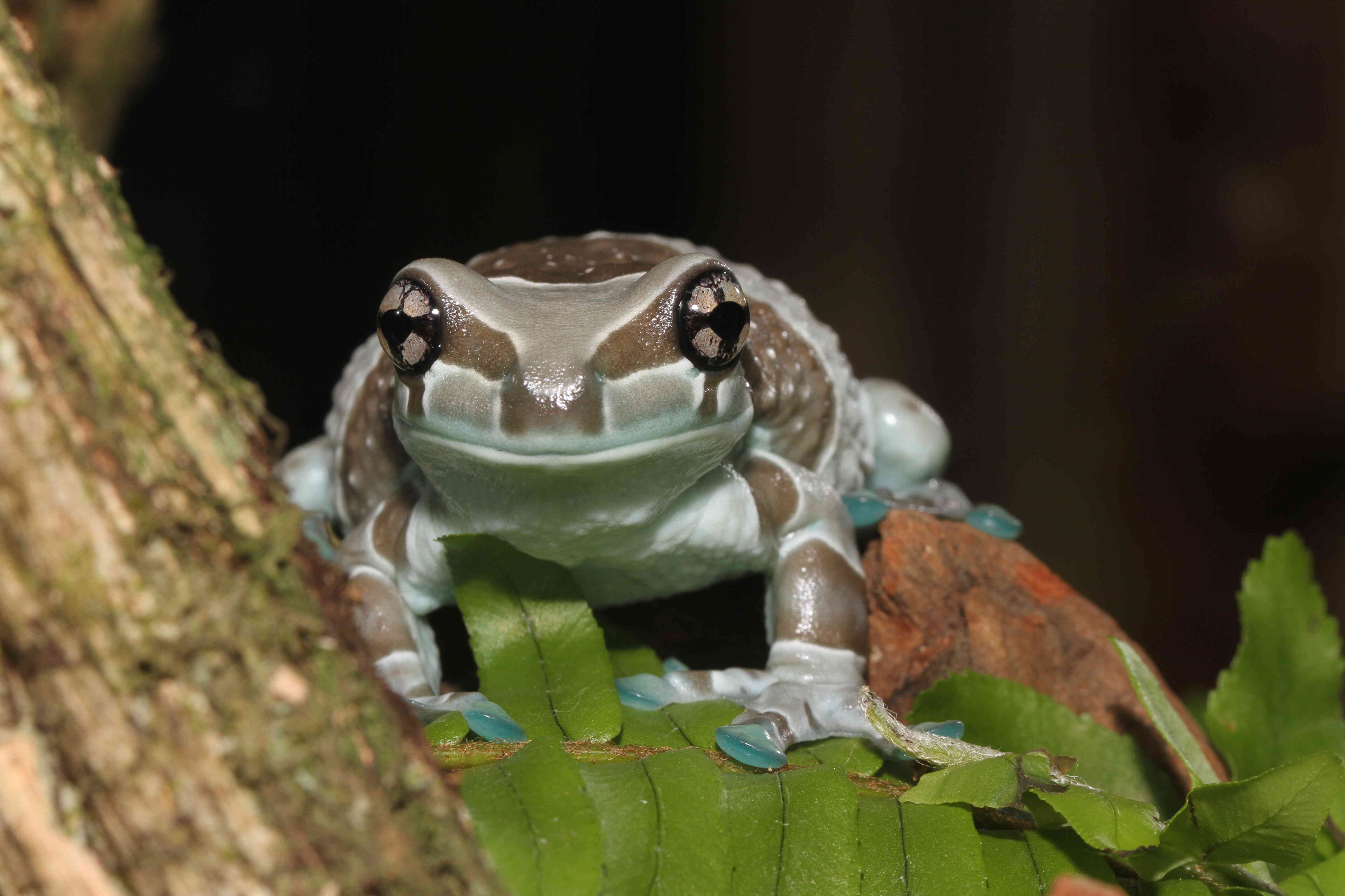 写真：ジュウジメドクアマガエル
皮膚から白乳色の毒を分泌するカエル、体が透けていて内臓が見えるカエルなど、珍しい種類を多数展示。
