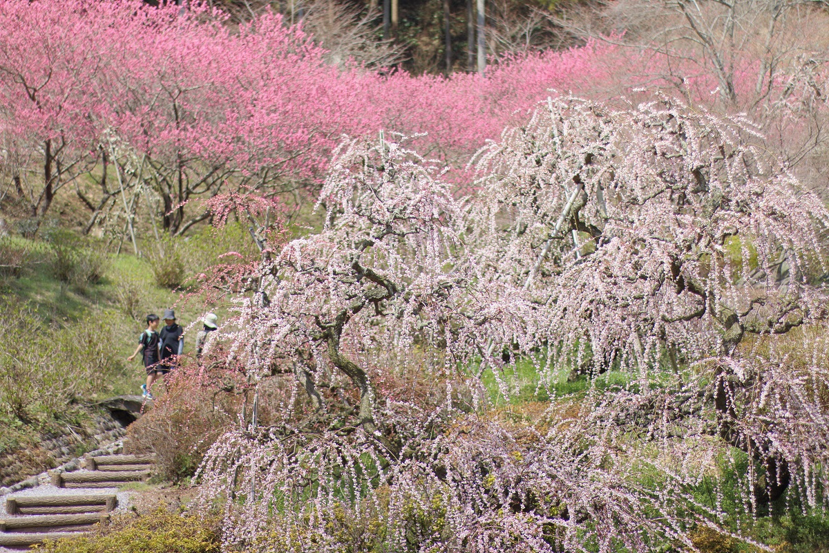 例年３月下旬頃、満開のしだれ梅と咲き始めのハナモモです