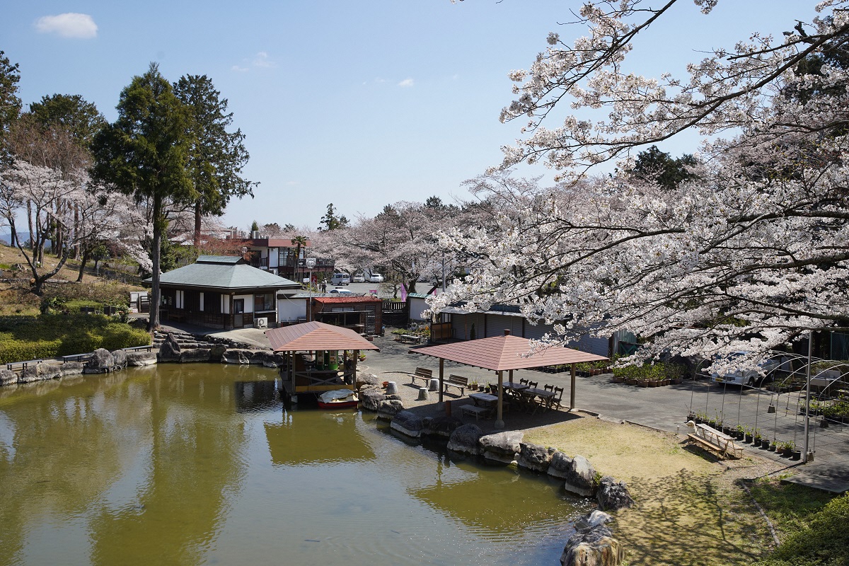 園内とその周辺には約20本のソメイヨシノが植えられています。