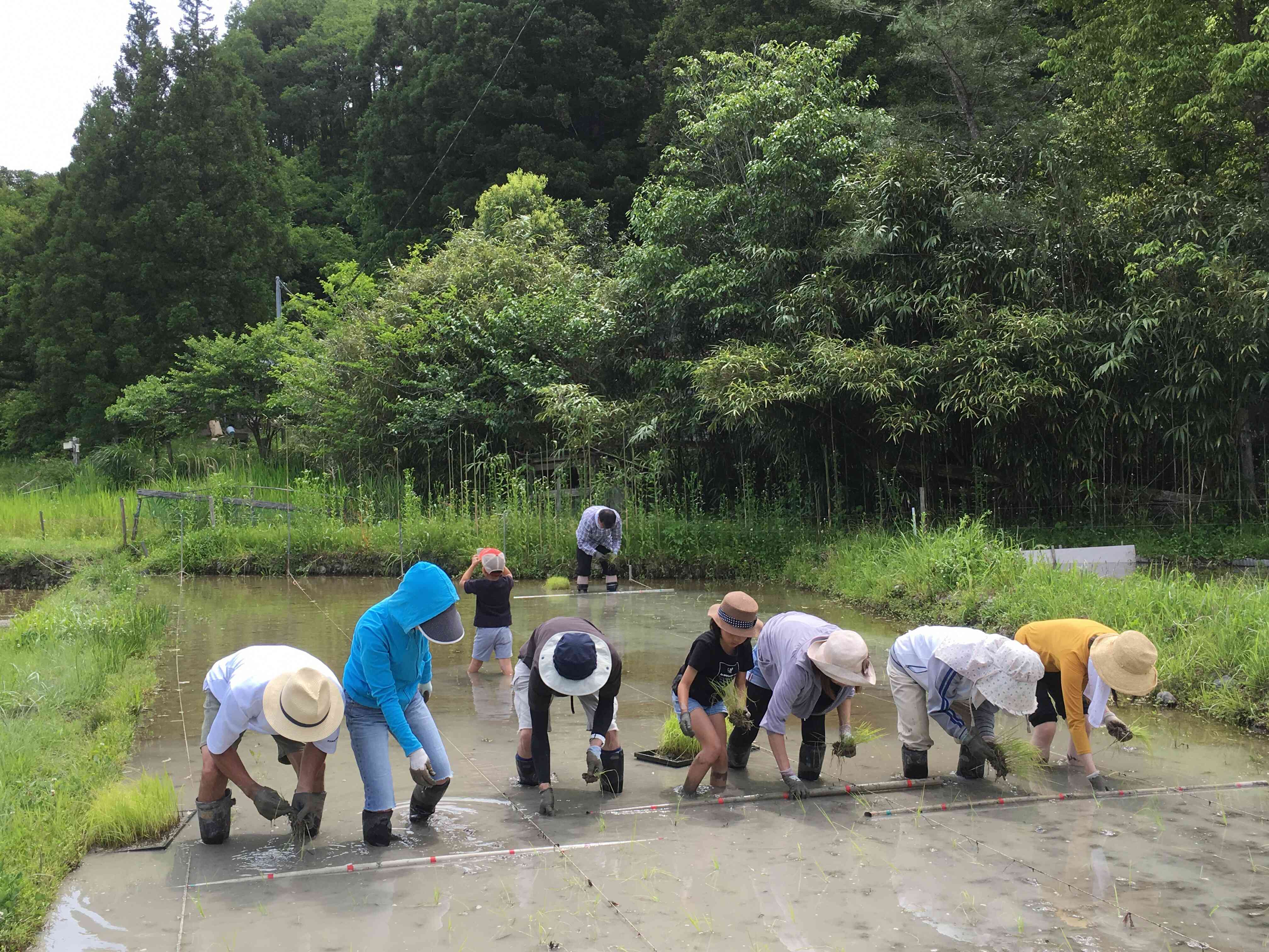 無農薬栽培の田植え風景