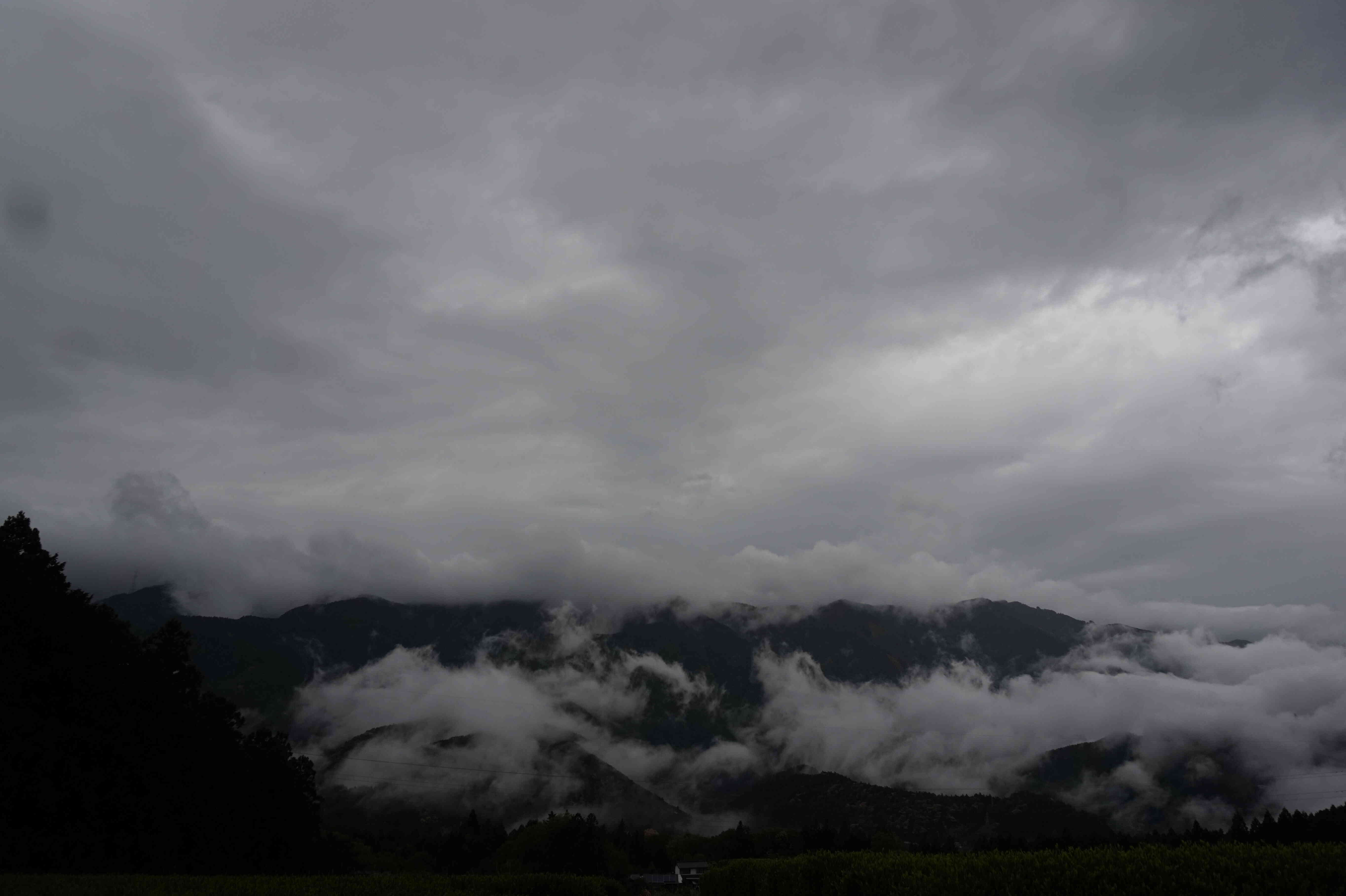 霧のかかる茶園