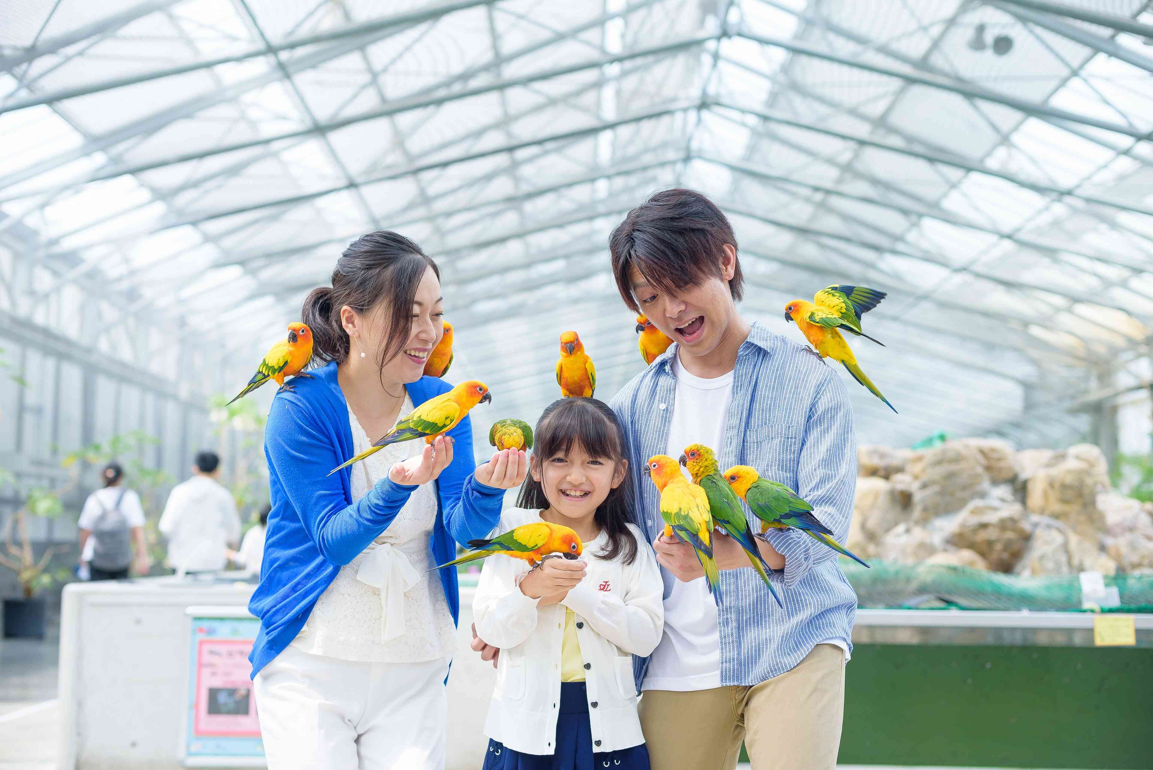 コガネメキシコインコとのふれあい