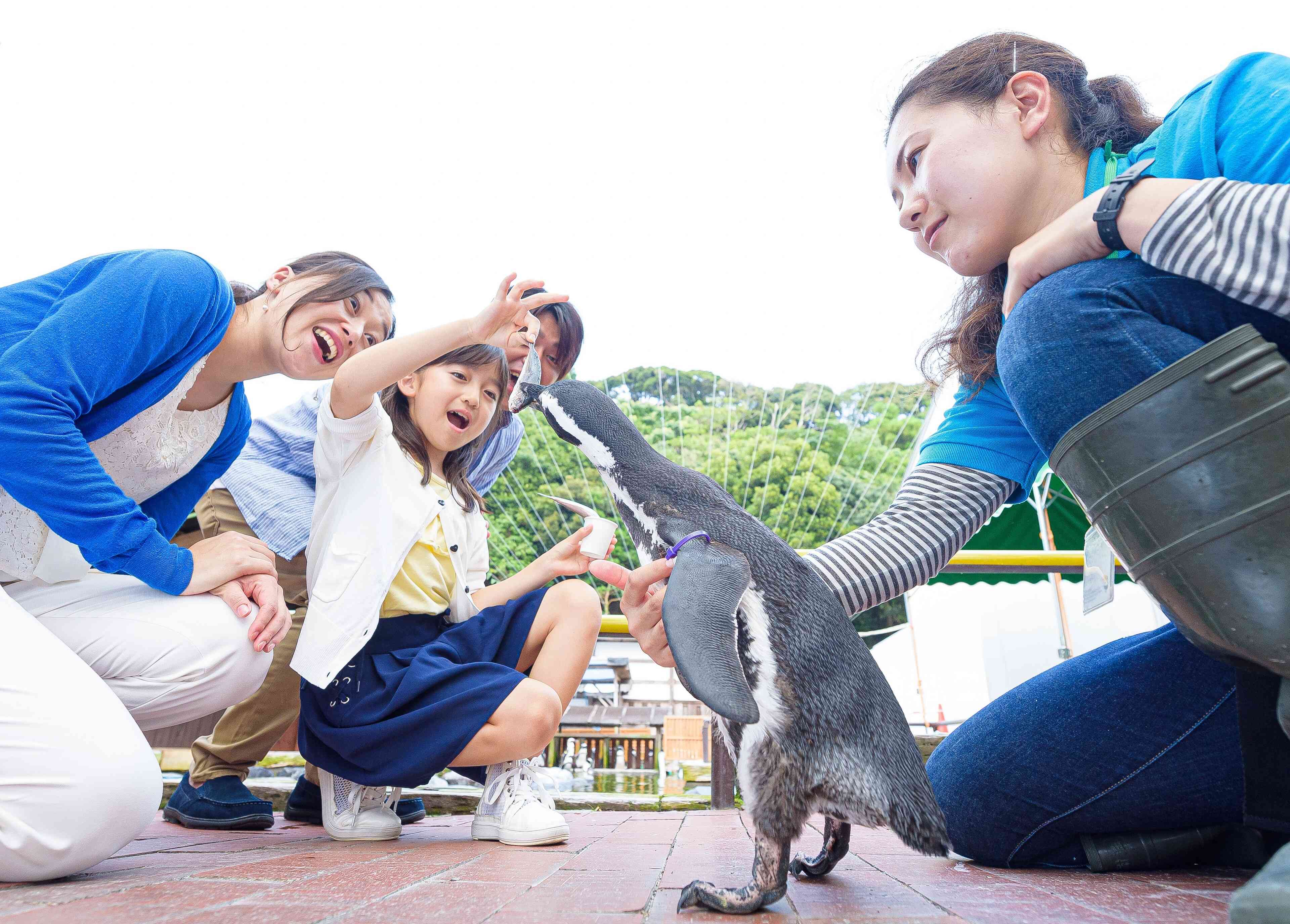 ペンギンとのふれあい