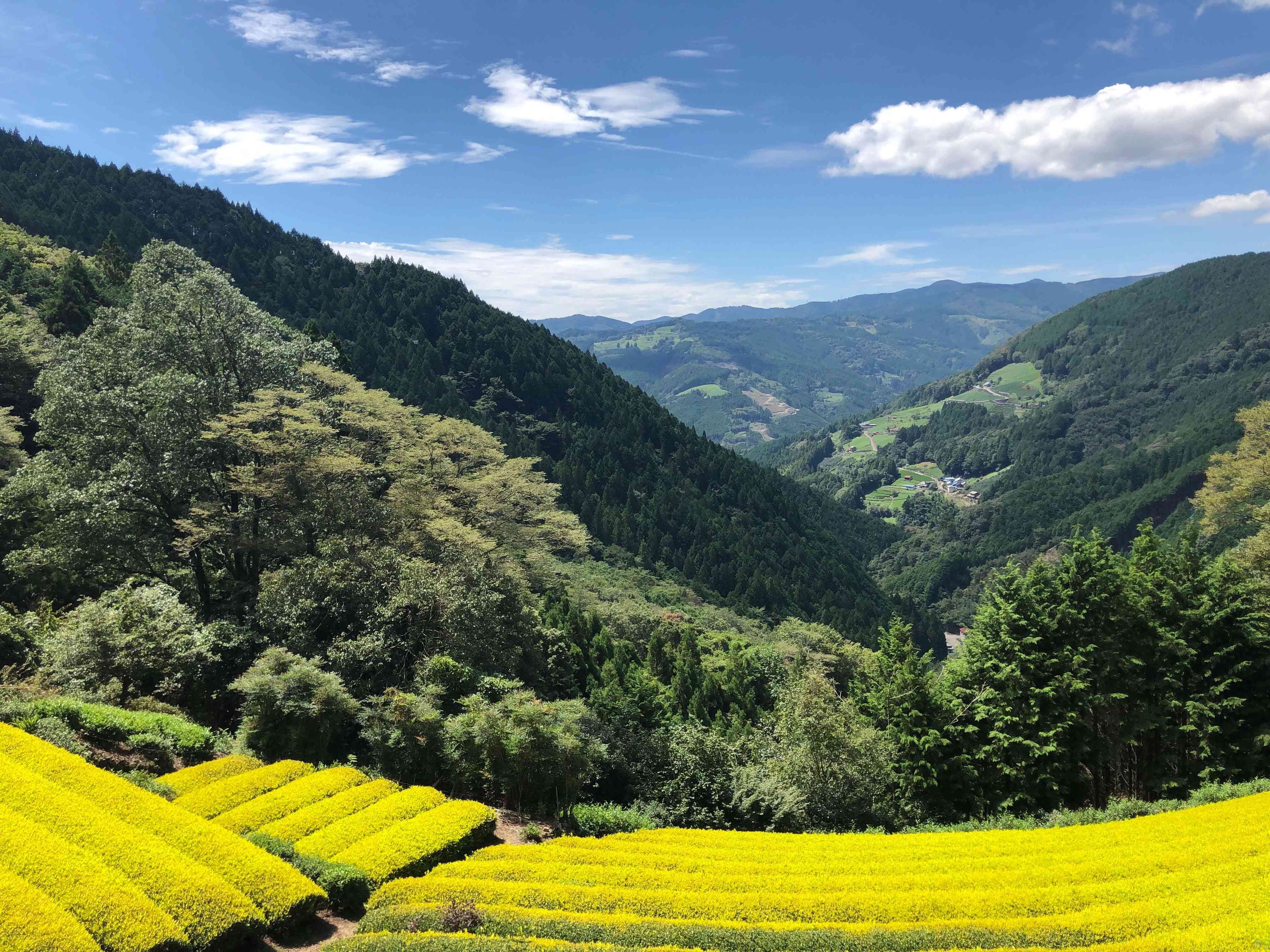 新茶シーズンは一面黄金色に輝く、幻の茶園。周囲を見渡せる山の中腹から眺める風景も魅力です。