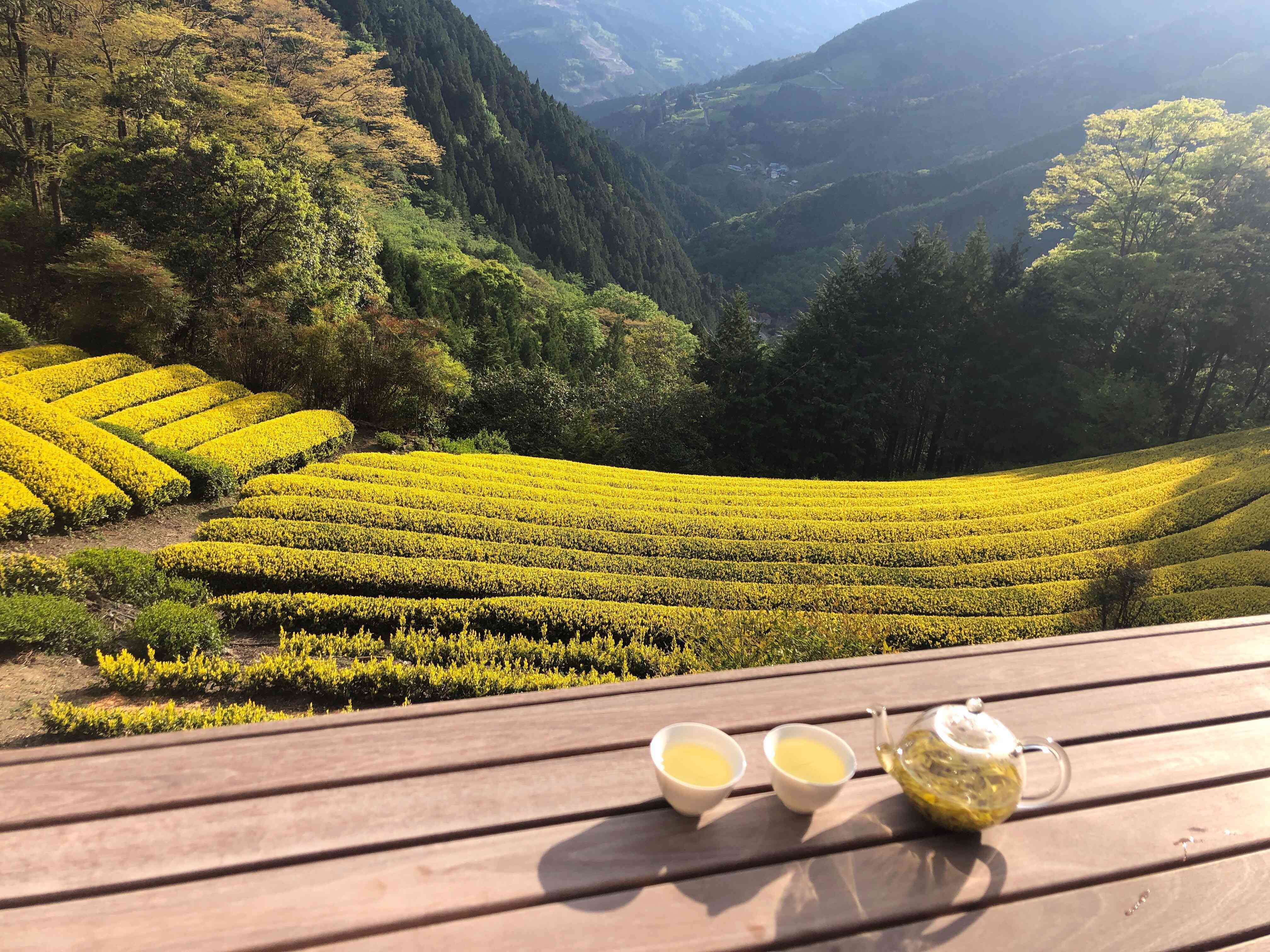 黄金色に輝く茶畑