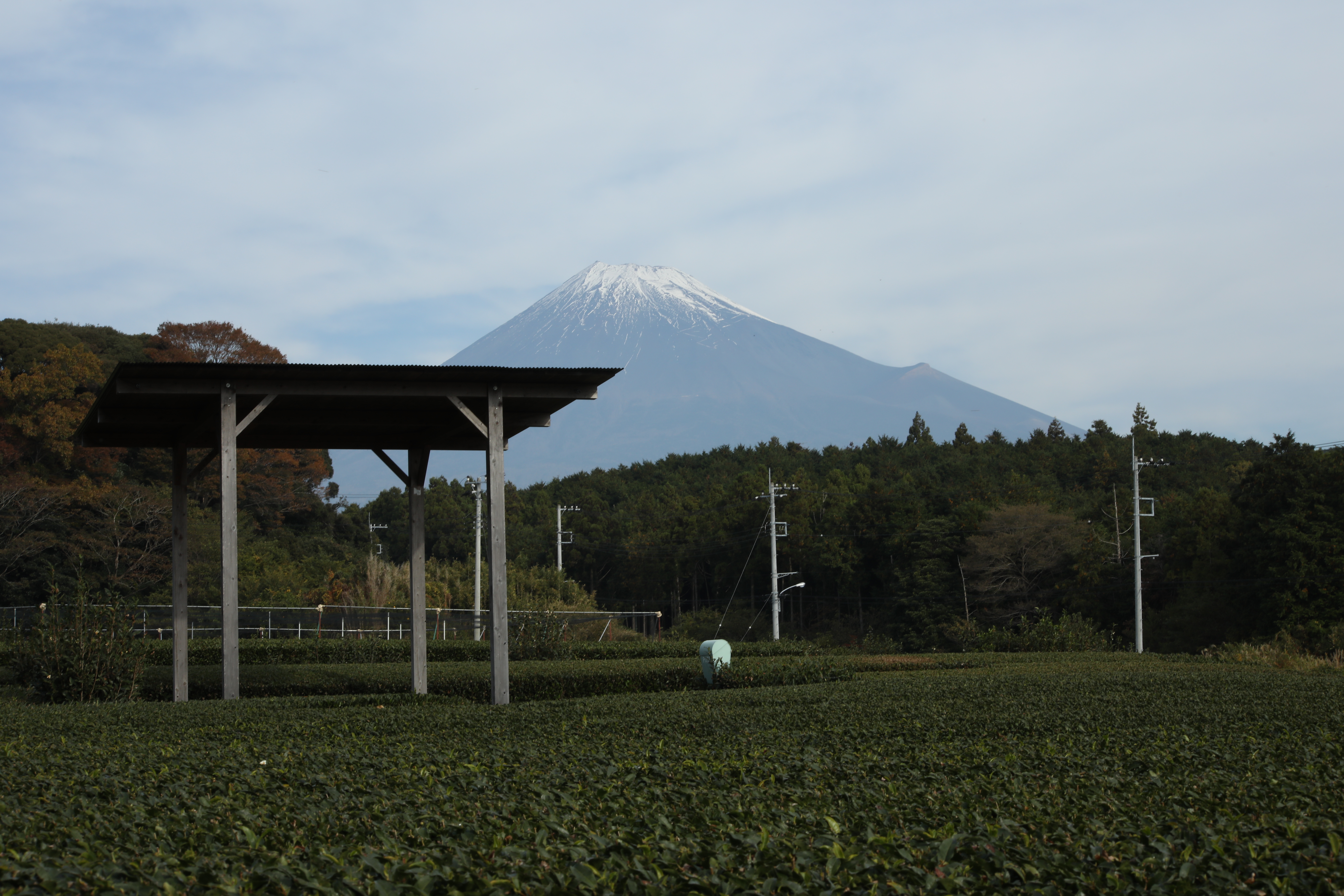 霊峰富士山を間近に望む雄大な自然の中で、その土地で育まれたお茶楽しむ