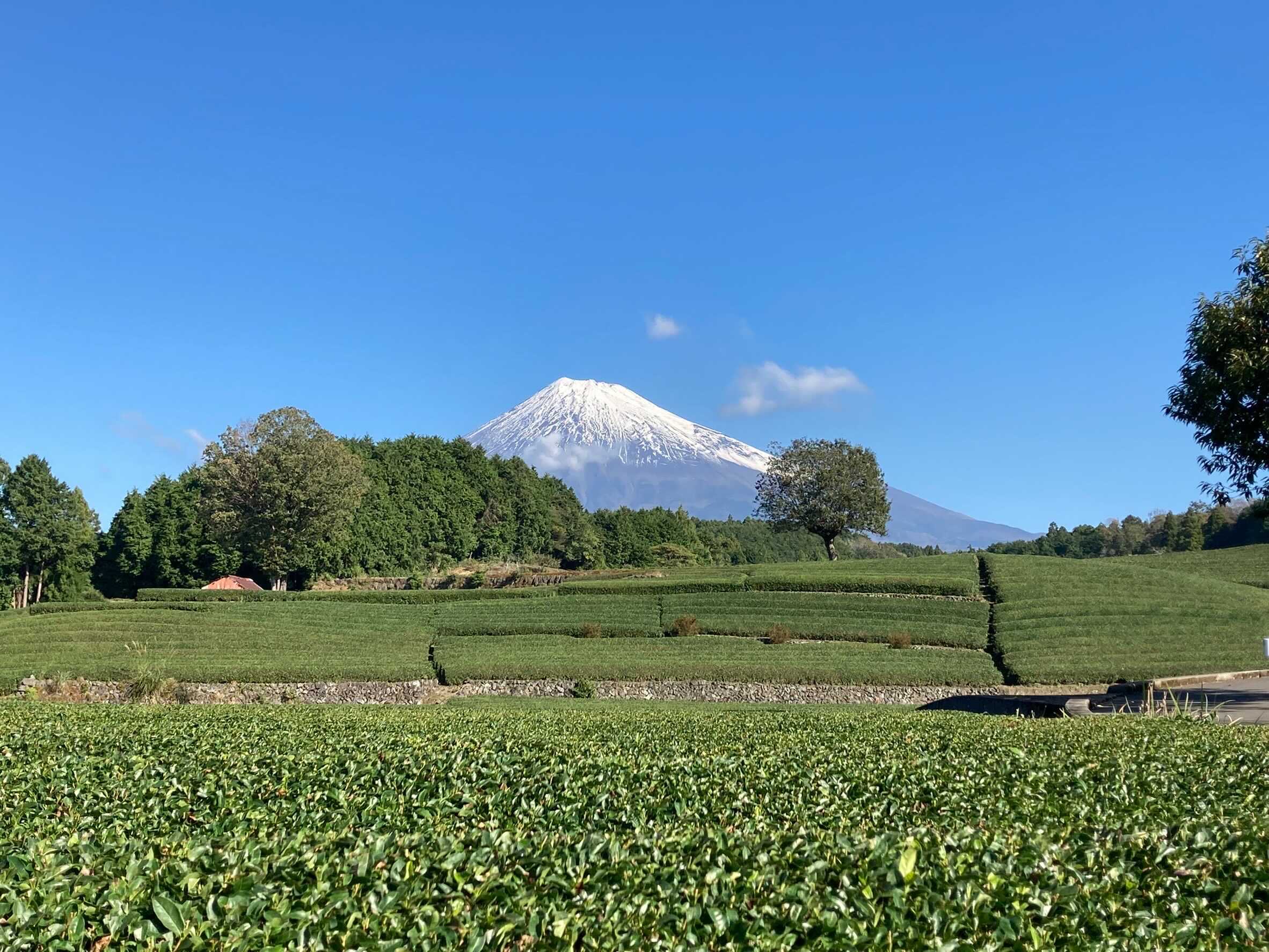 富士山と茶畑の絶景スポット