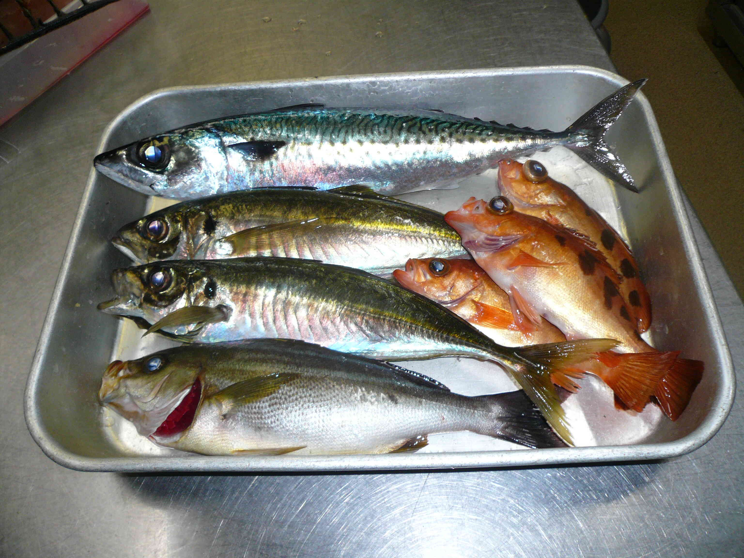 イサキ、アジ、メバル等の鮮魚食材