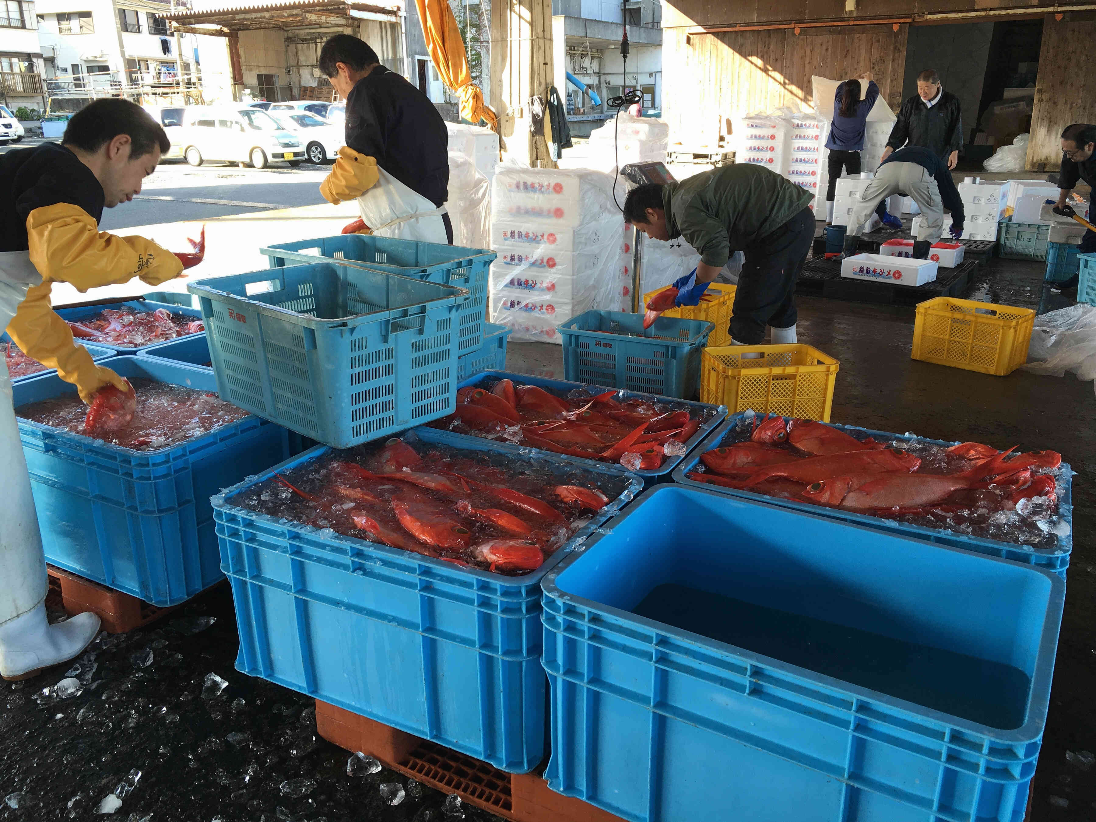 金目鯛の町、伊豆稲取漁港にて