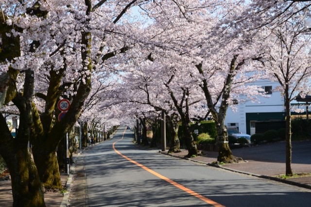 桜並木