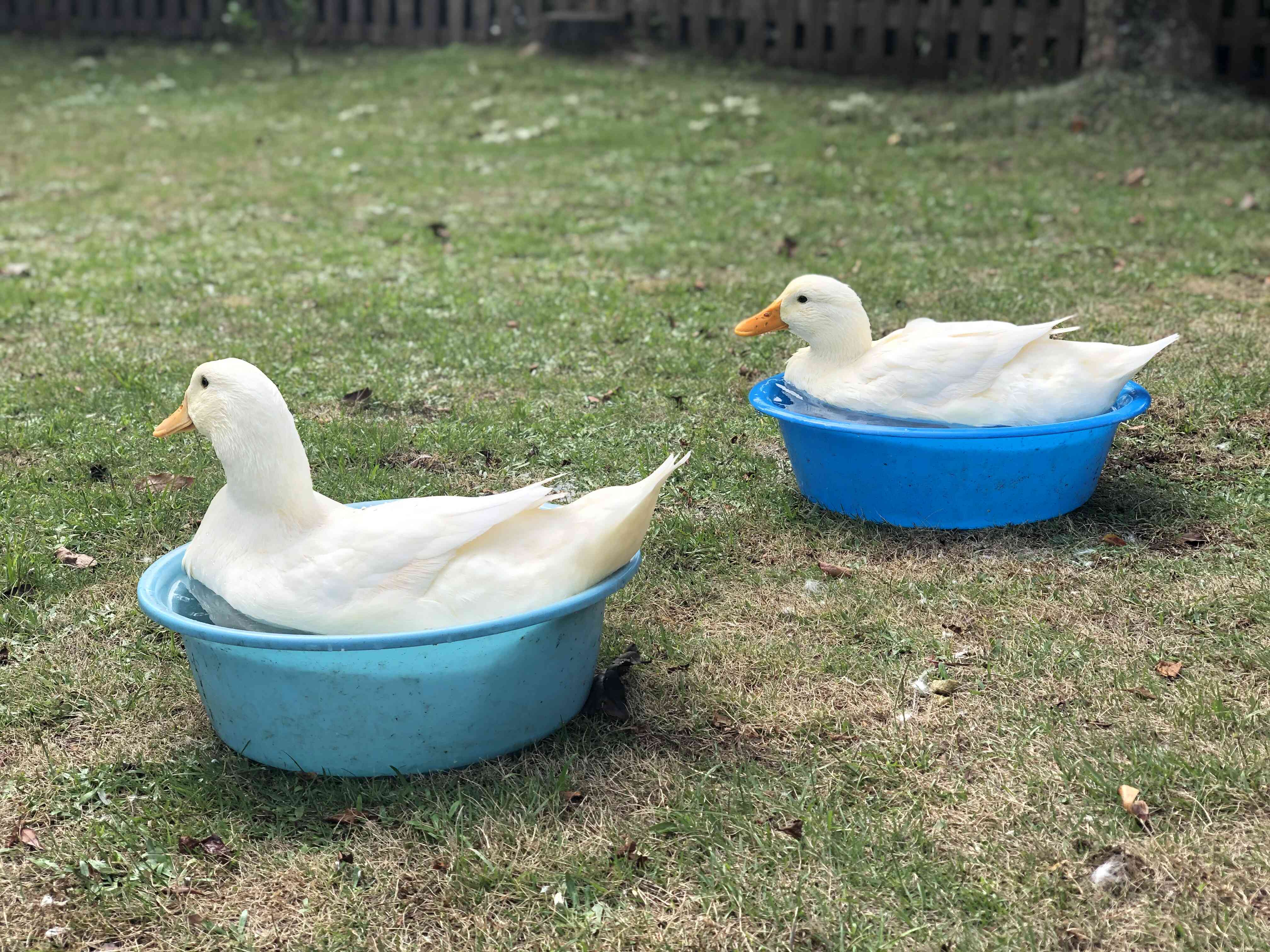 看板あひるもお待ちしています！