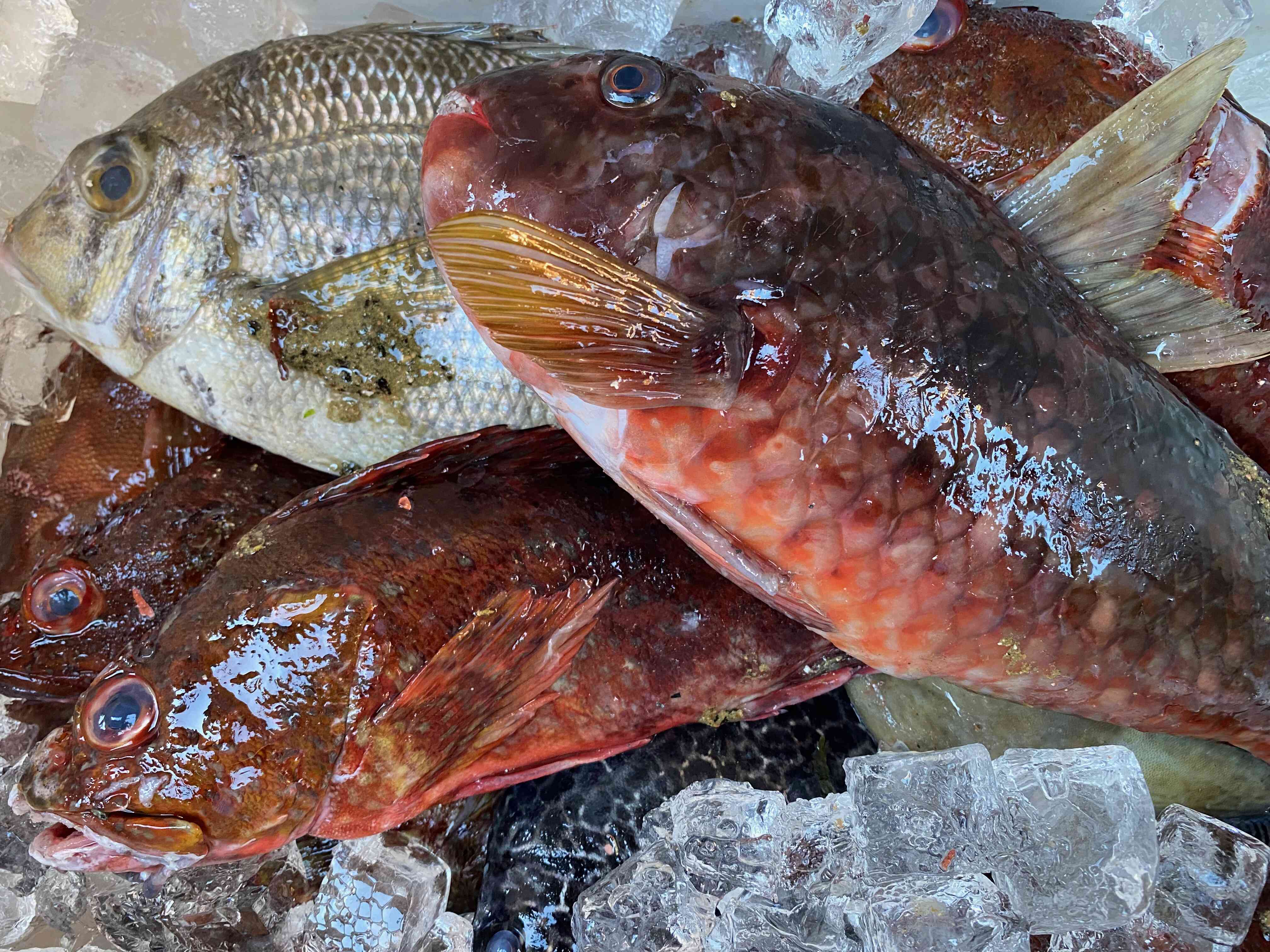 朝獲れのお魚使ってお料理作ります！