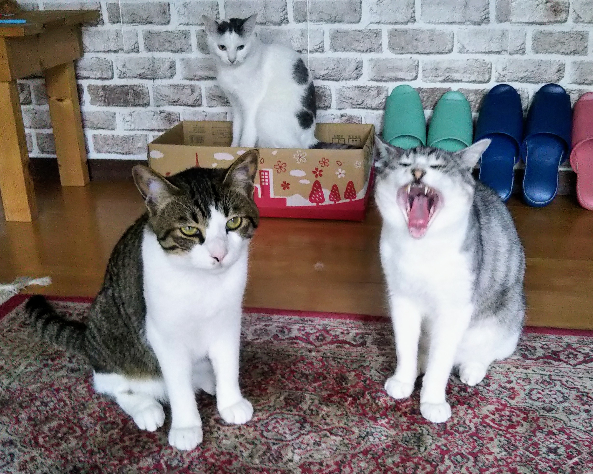 お出迎え猫