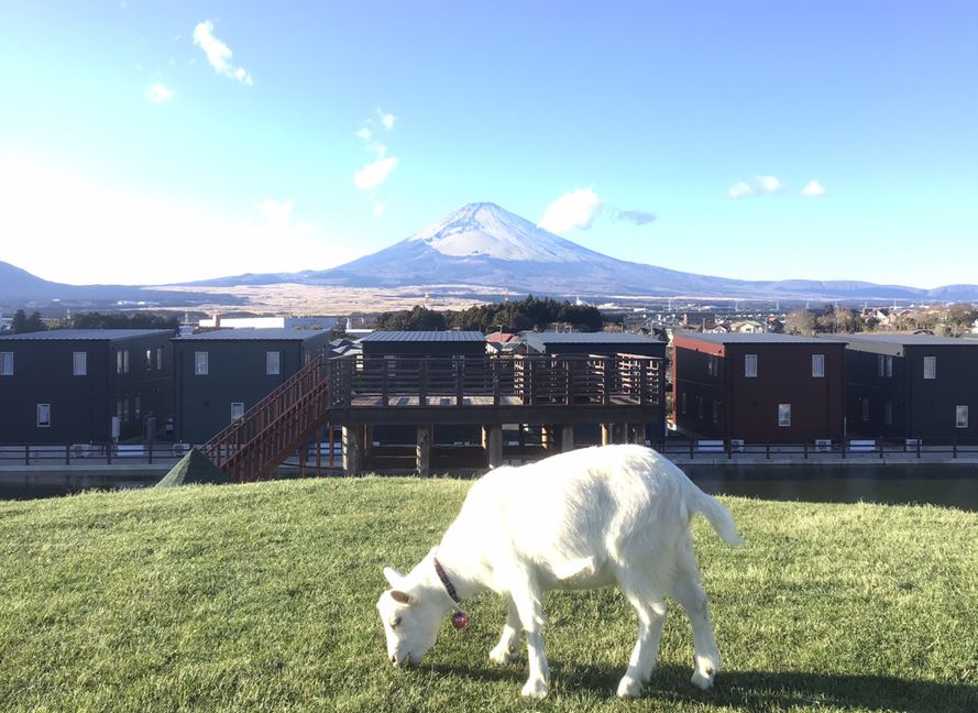 山羊と富士山