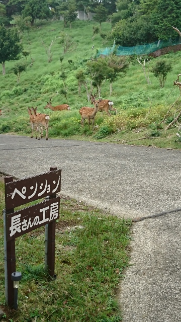 目の前に鹿が出ることある