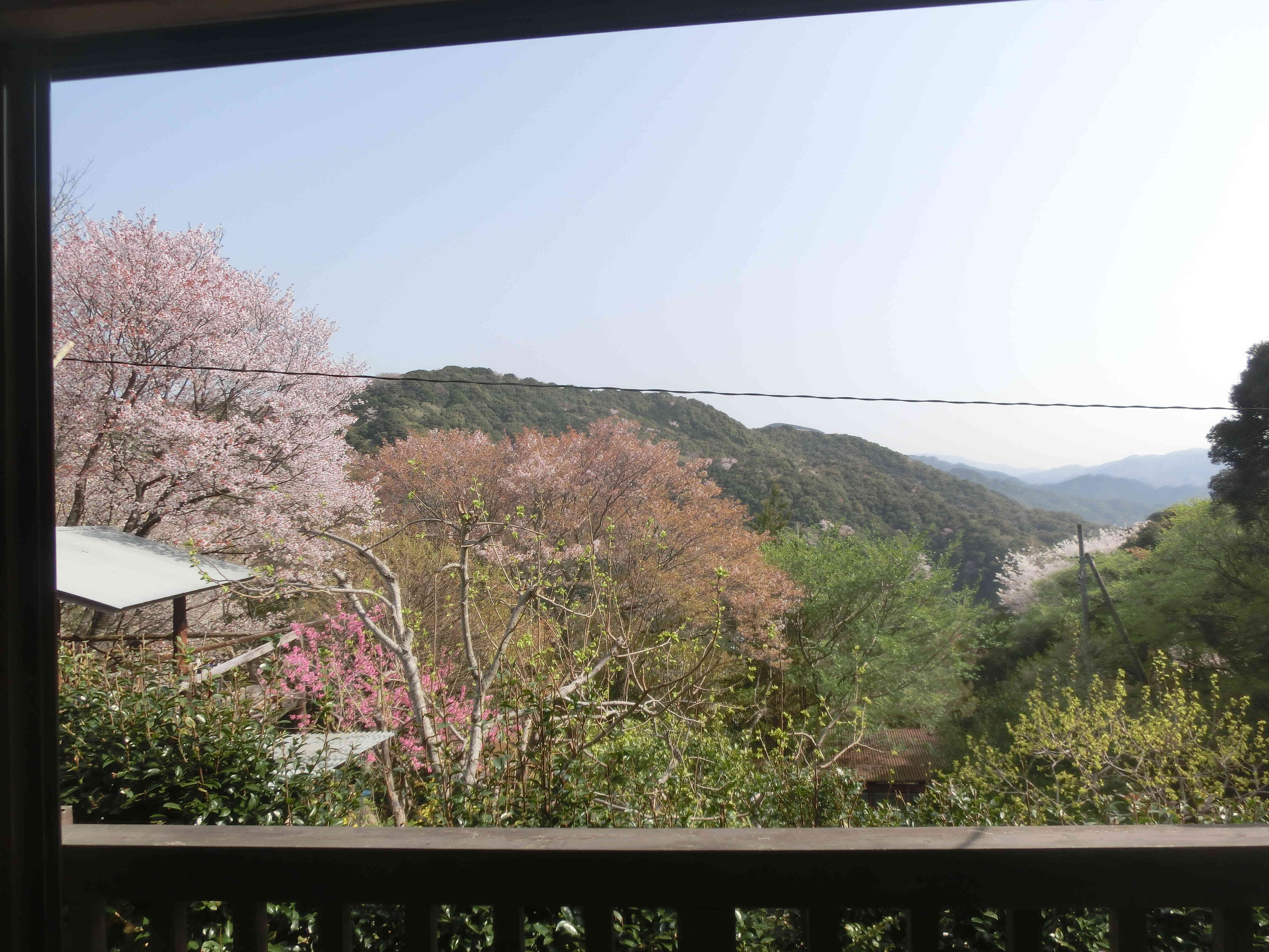 4月上旬は山桜