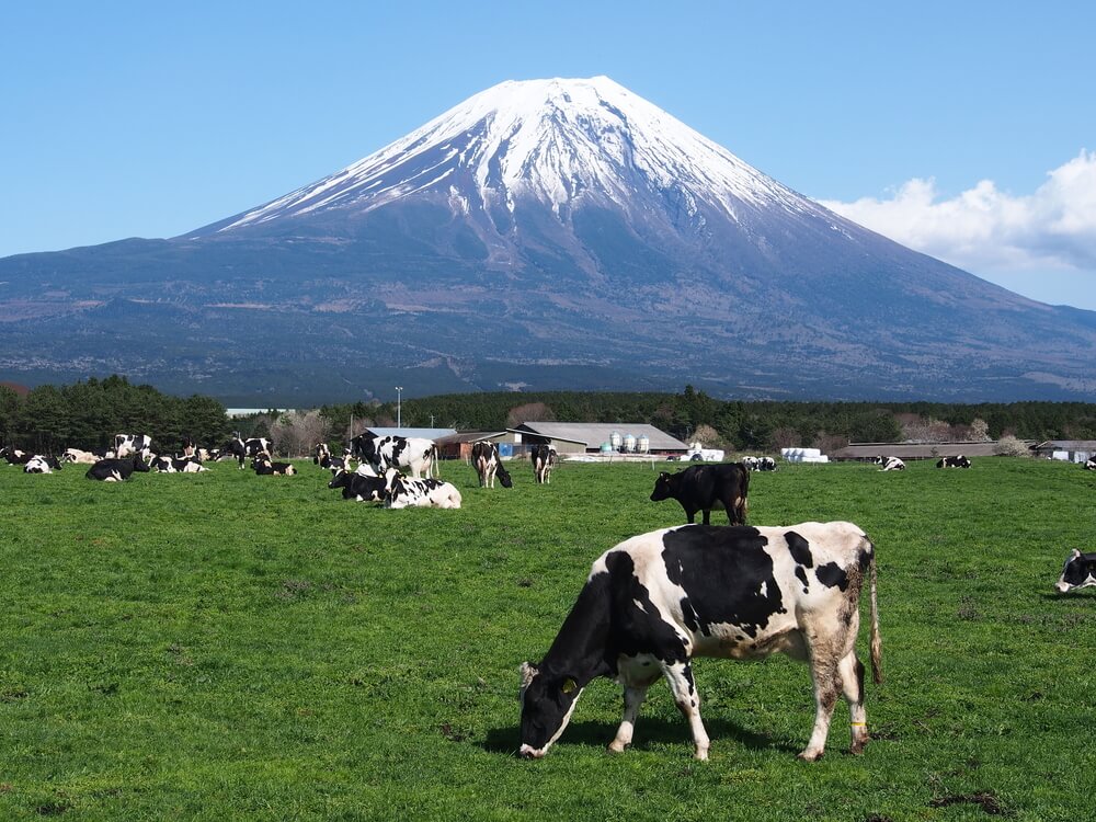 施設の裏手には、遮るものもない雄大な富士山が一望できる展望台があります。