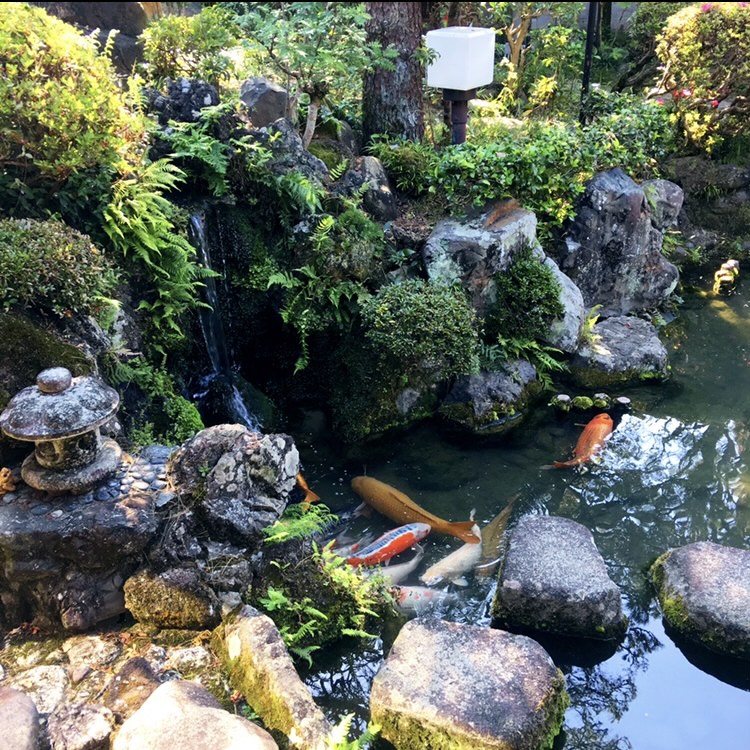 中庭の池