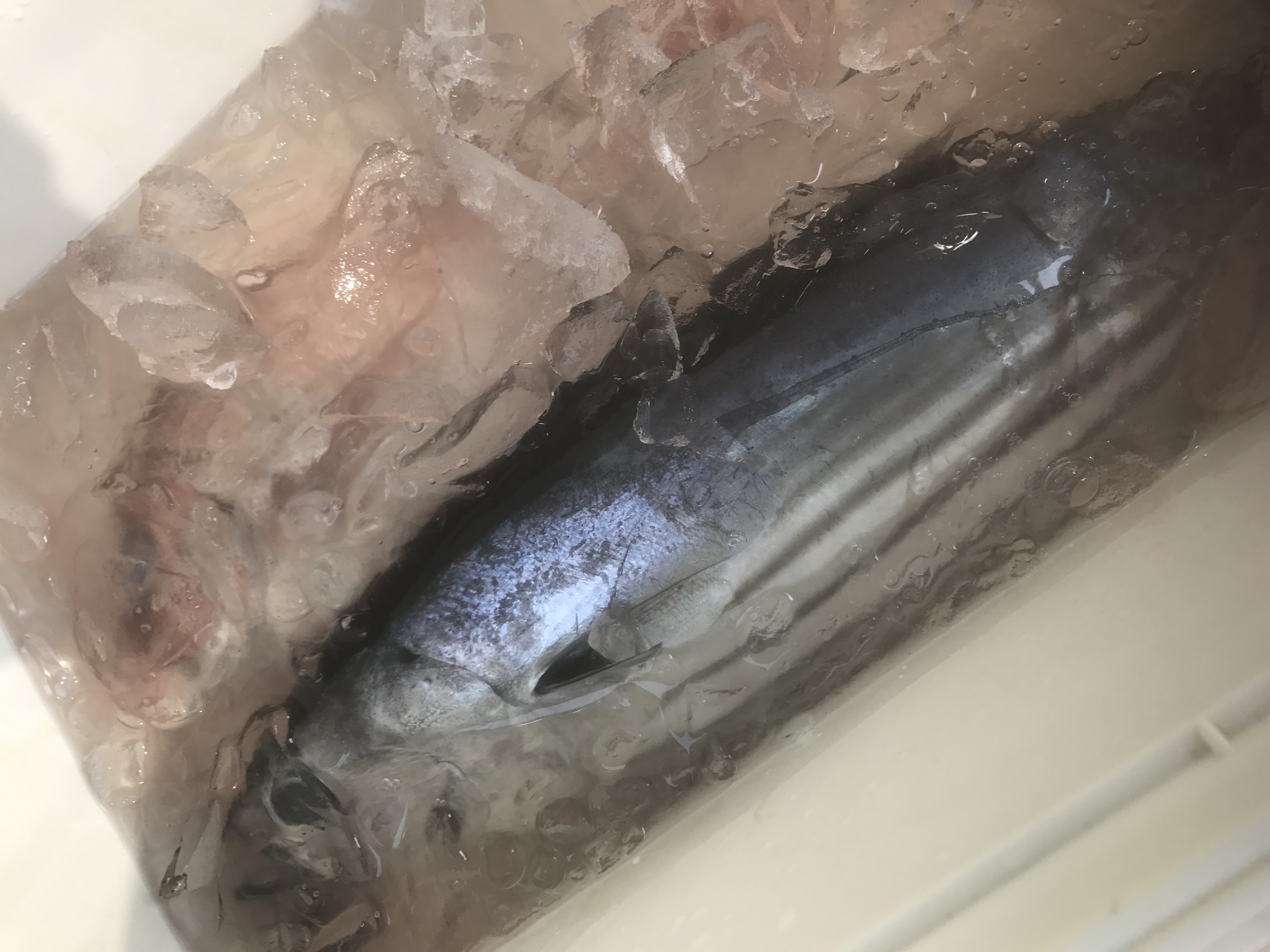 地元舞阪港水揚げの「もち鰹」(4月～6月)。