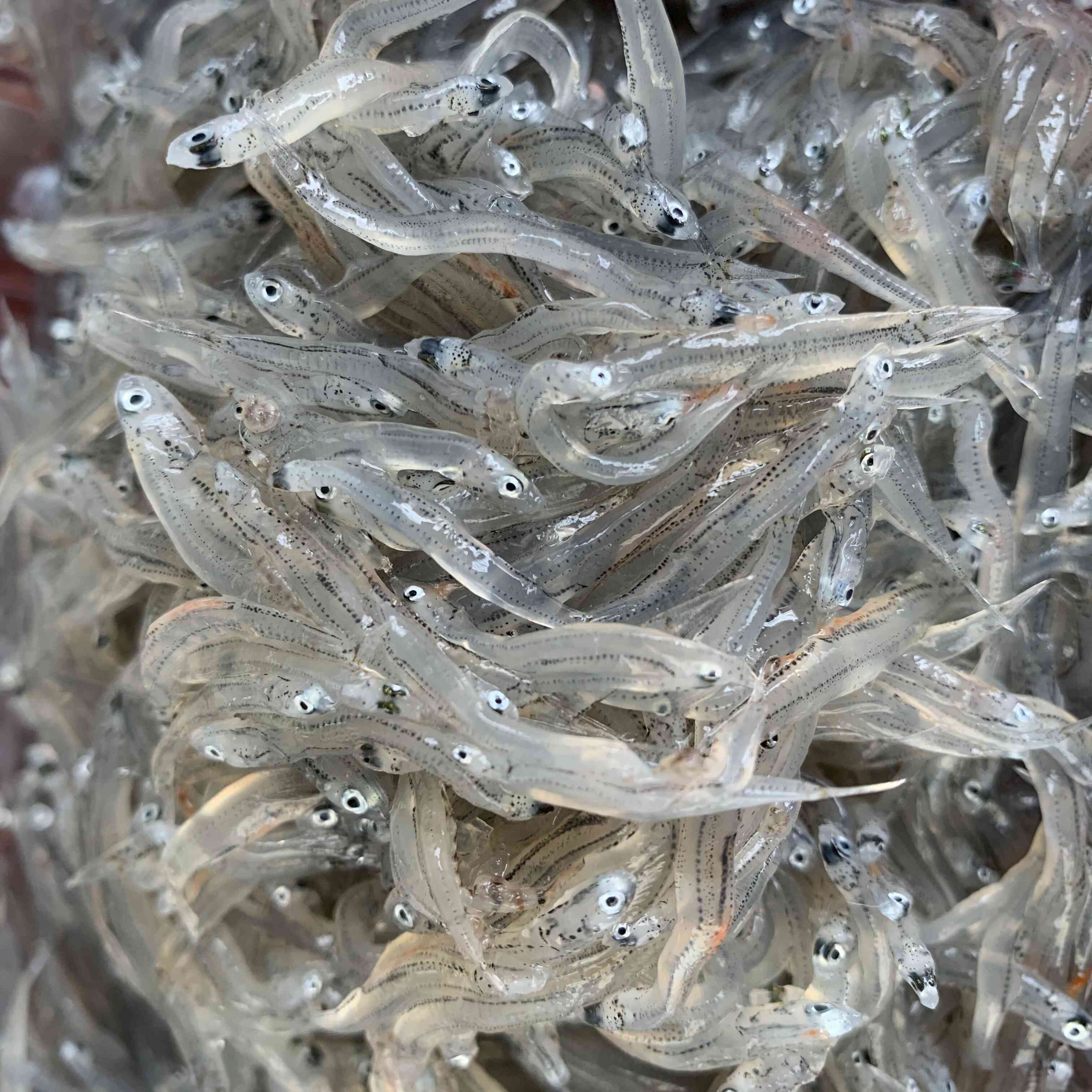 地元舞阪港水揚げの「生シラス」。