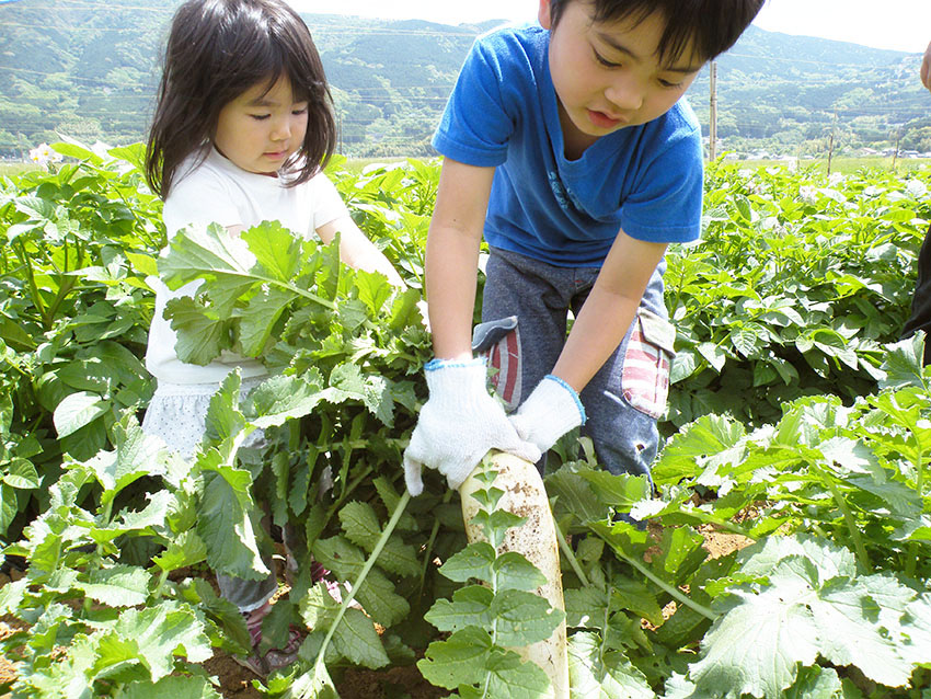 季節の野菜の収穫体験