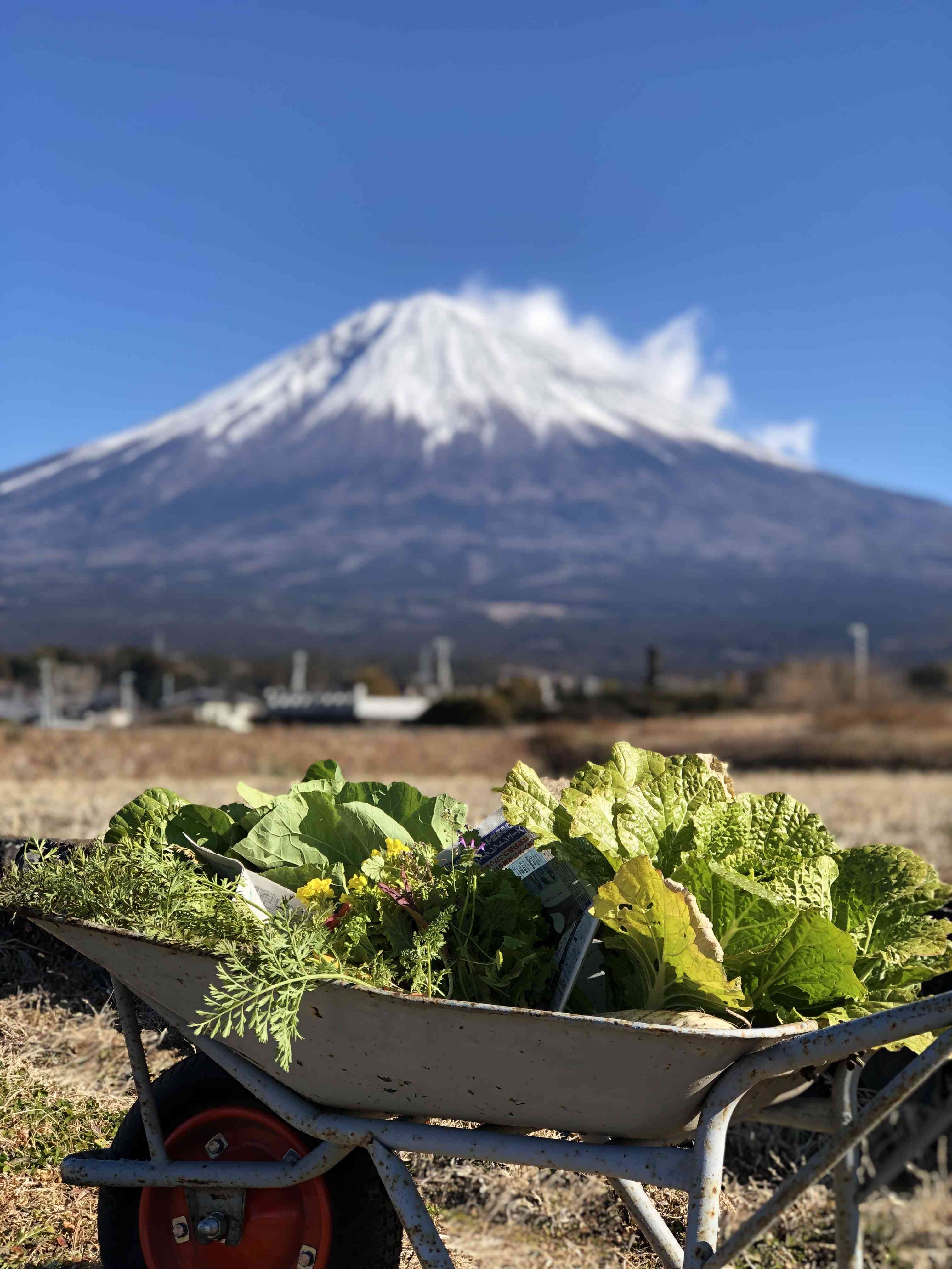 富士山麓実家の畑からフレッシュ野菜