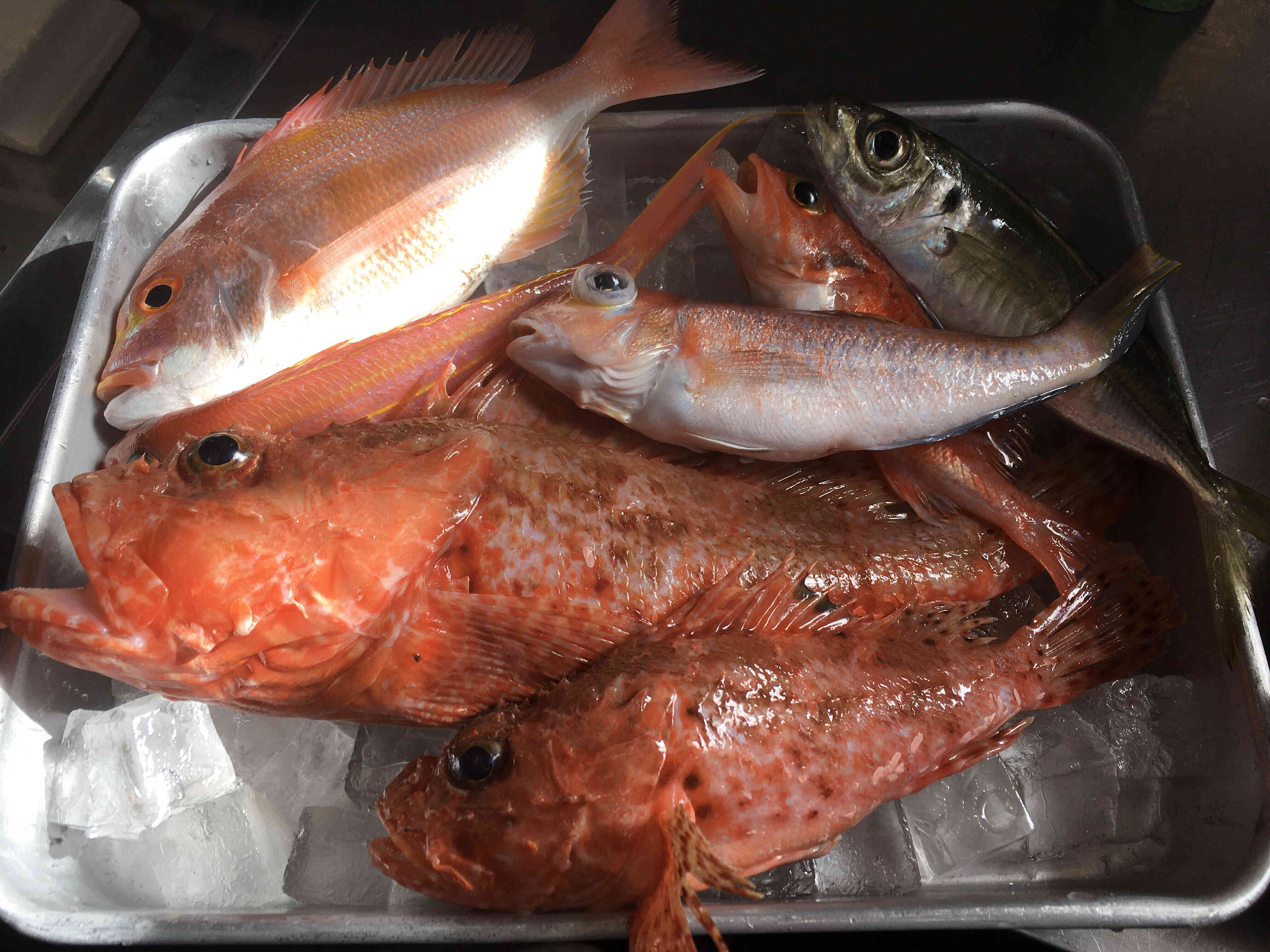 駿河湾の朝どれ　しずまえ鮮魚