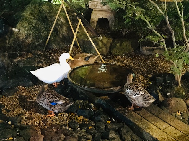 庭で放し飼いのアヒルと鴨