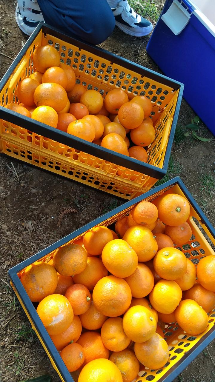 伊東市宇佐美の山から手もぎしている橙。メンバーさんが力を合わせて収穫しています。