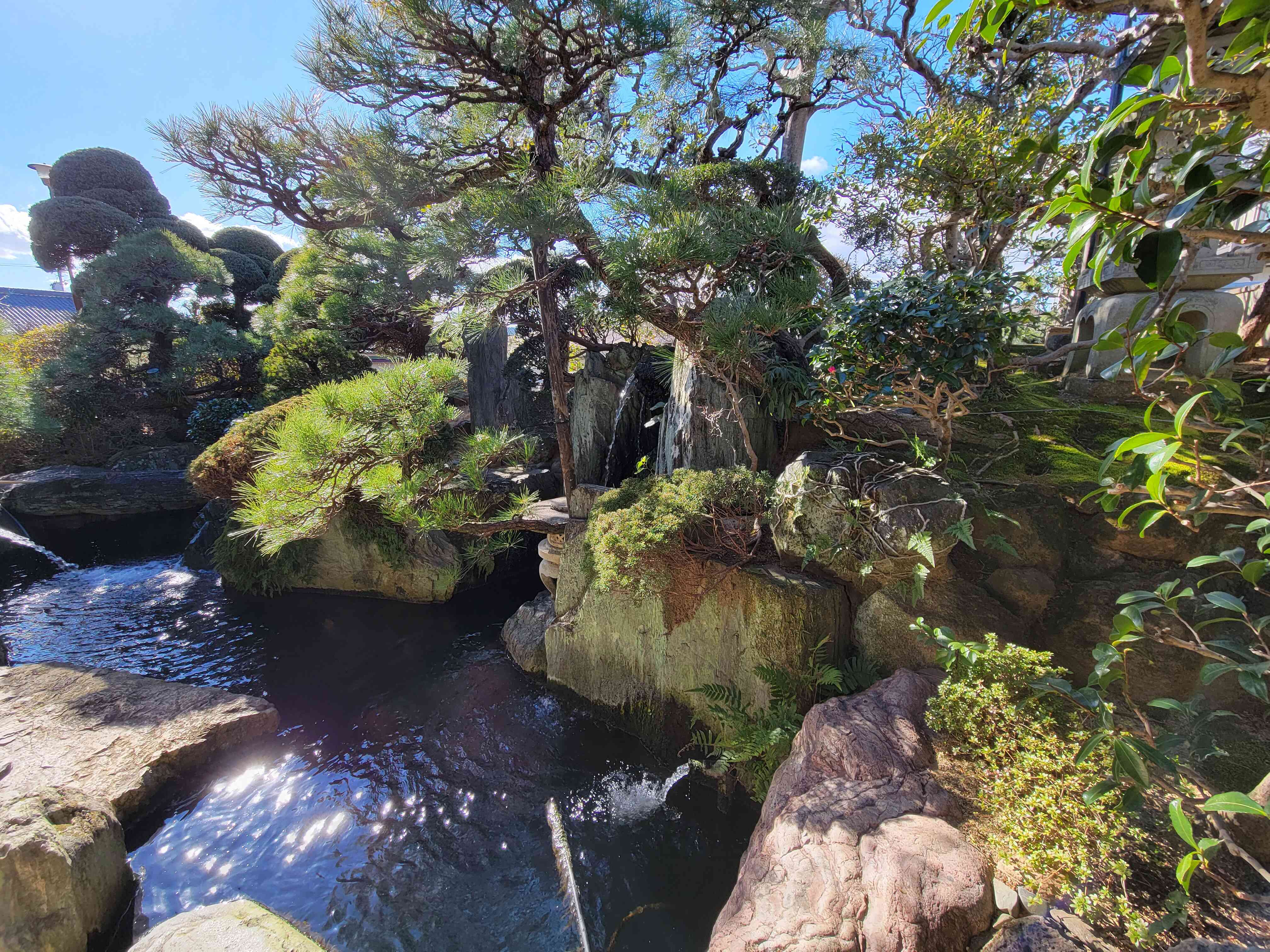 錦鯉が泳ぐ庭園