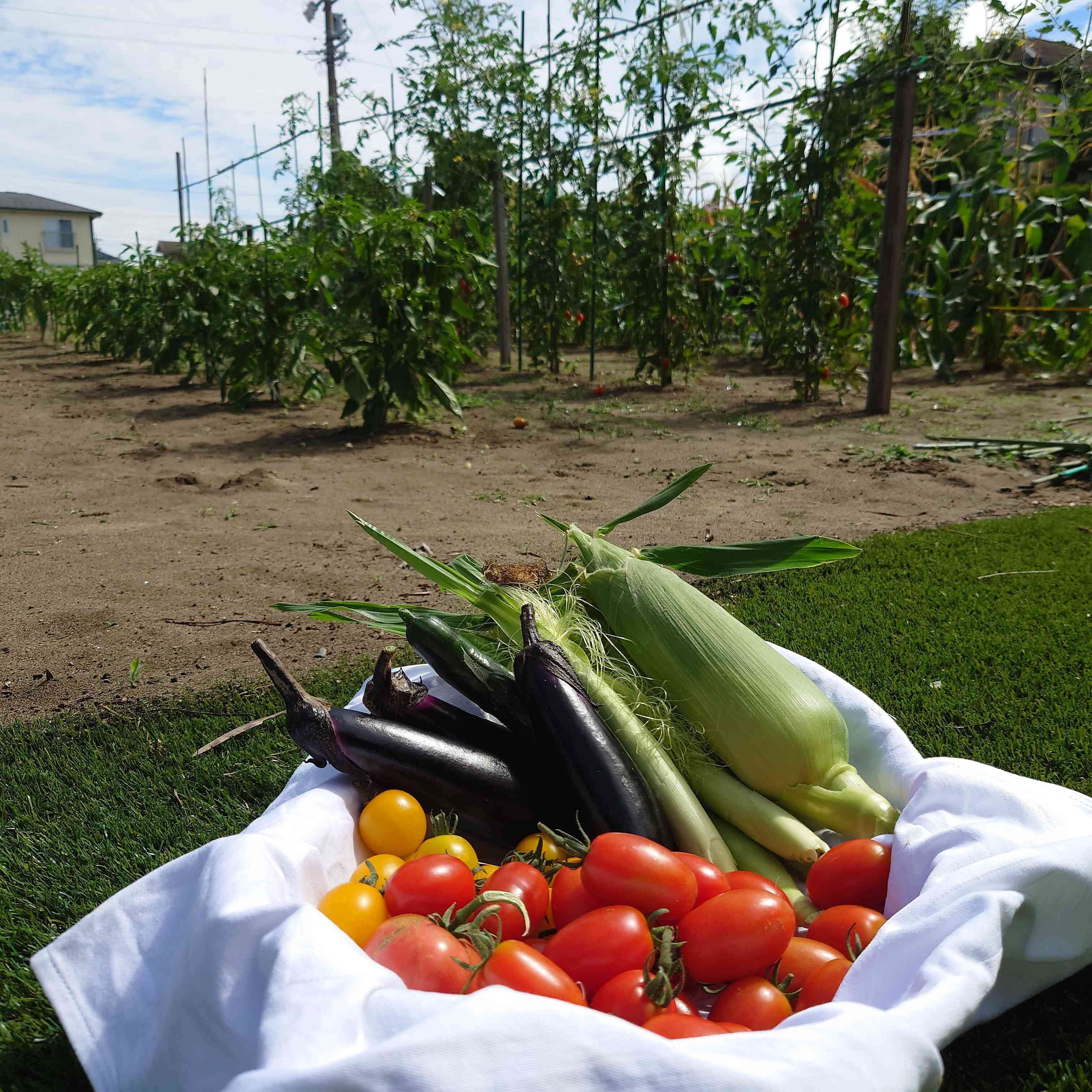 隣接された畑で採れた新鮮野菜