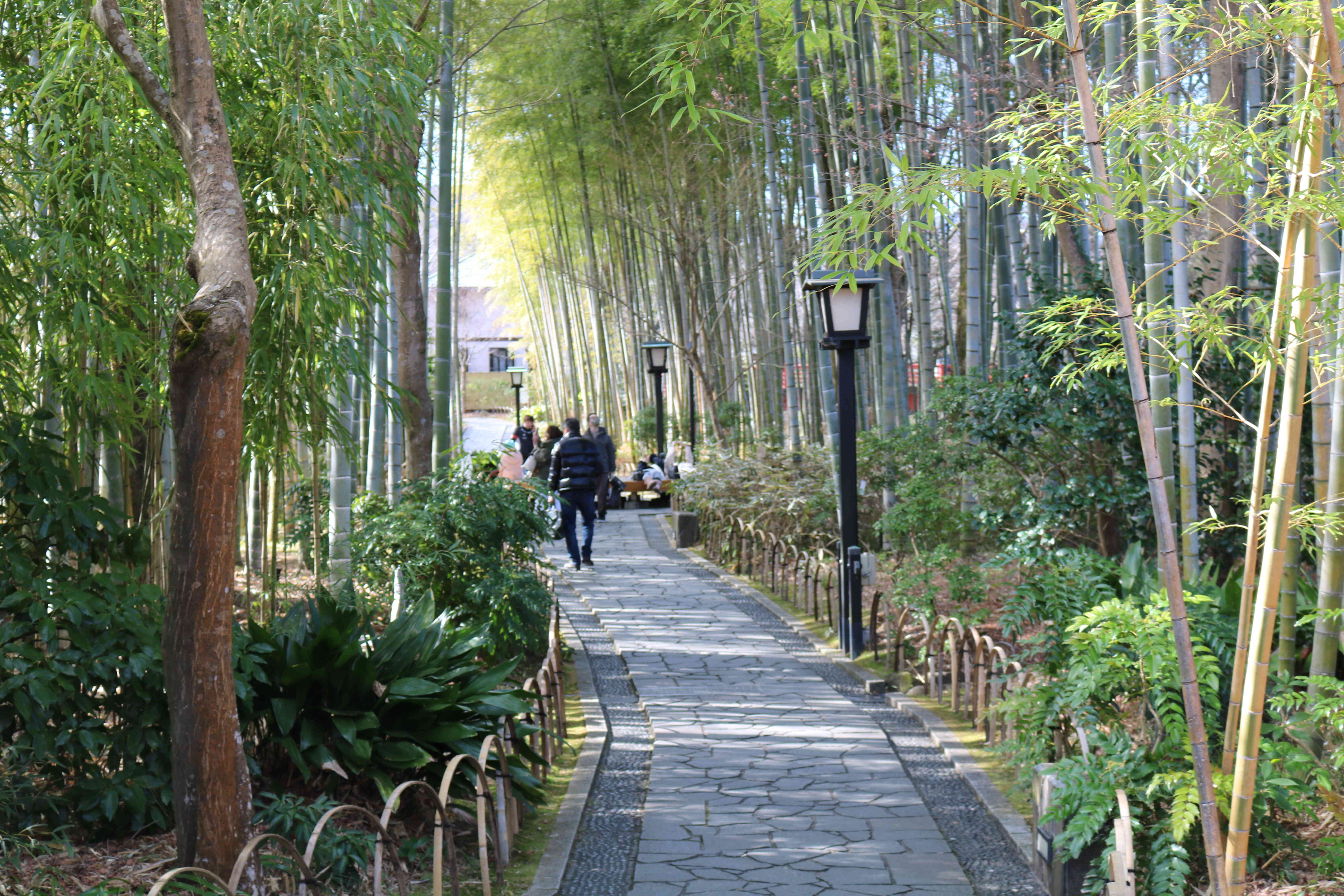 修善寺温泉の名所「竹林の小径」と桂川楓橋・桂橋、新緑や紅葉が見事です。